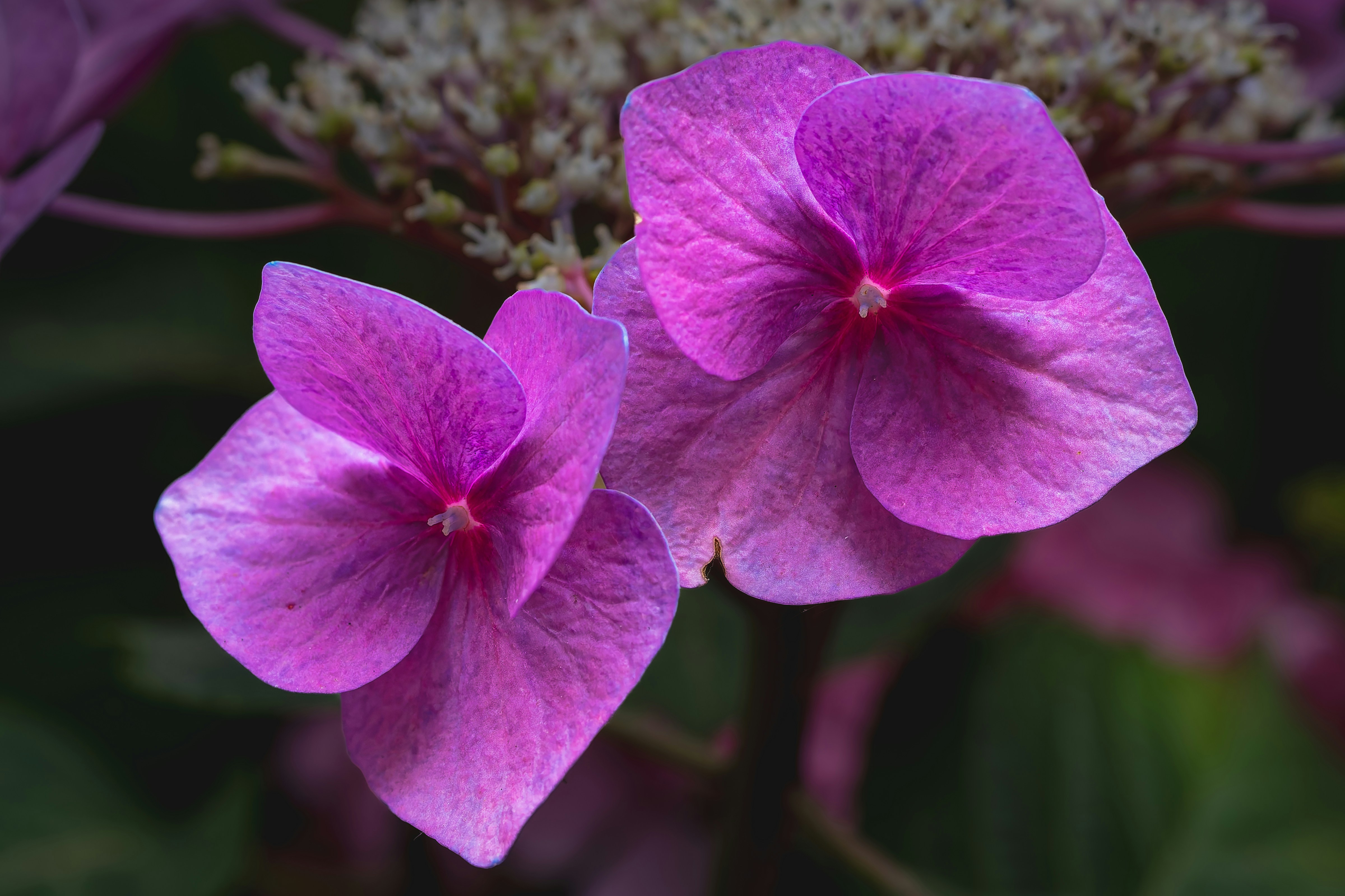 Photo by siegfriedpoepperl