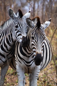 A couple of zebra standing next to each other