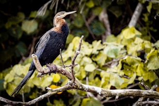 A bird sitting on top of a tree branch