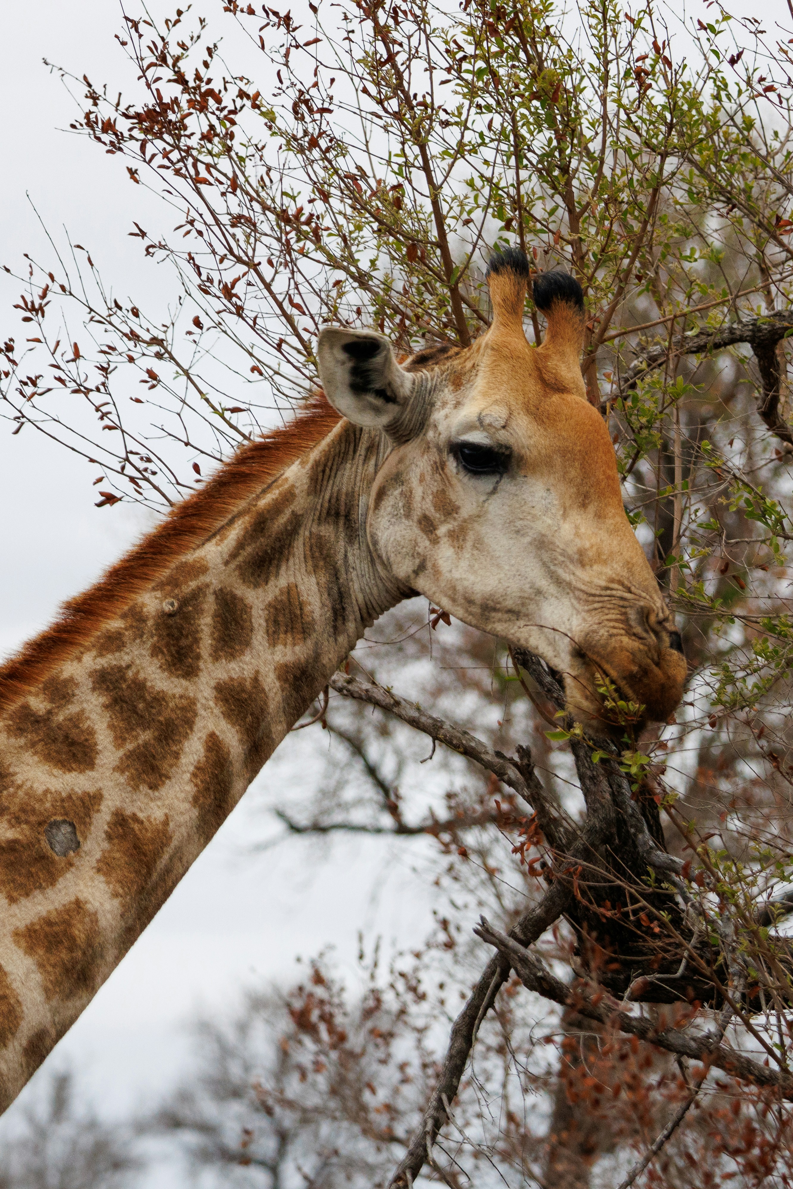 A giraffe eating leaves off of a tree photo – Free Kruger national park ...