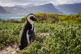 A penguin sitting in a field of green plants
