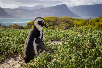 A penguin sitting in a field of green plants
