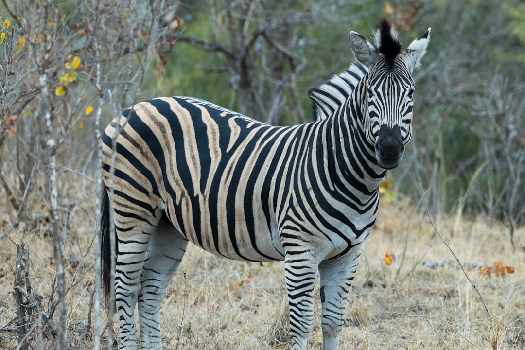 A zebra standing in the middle of a field,