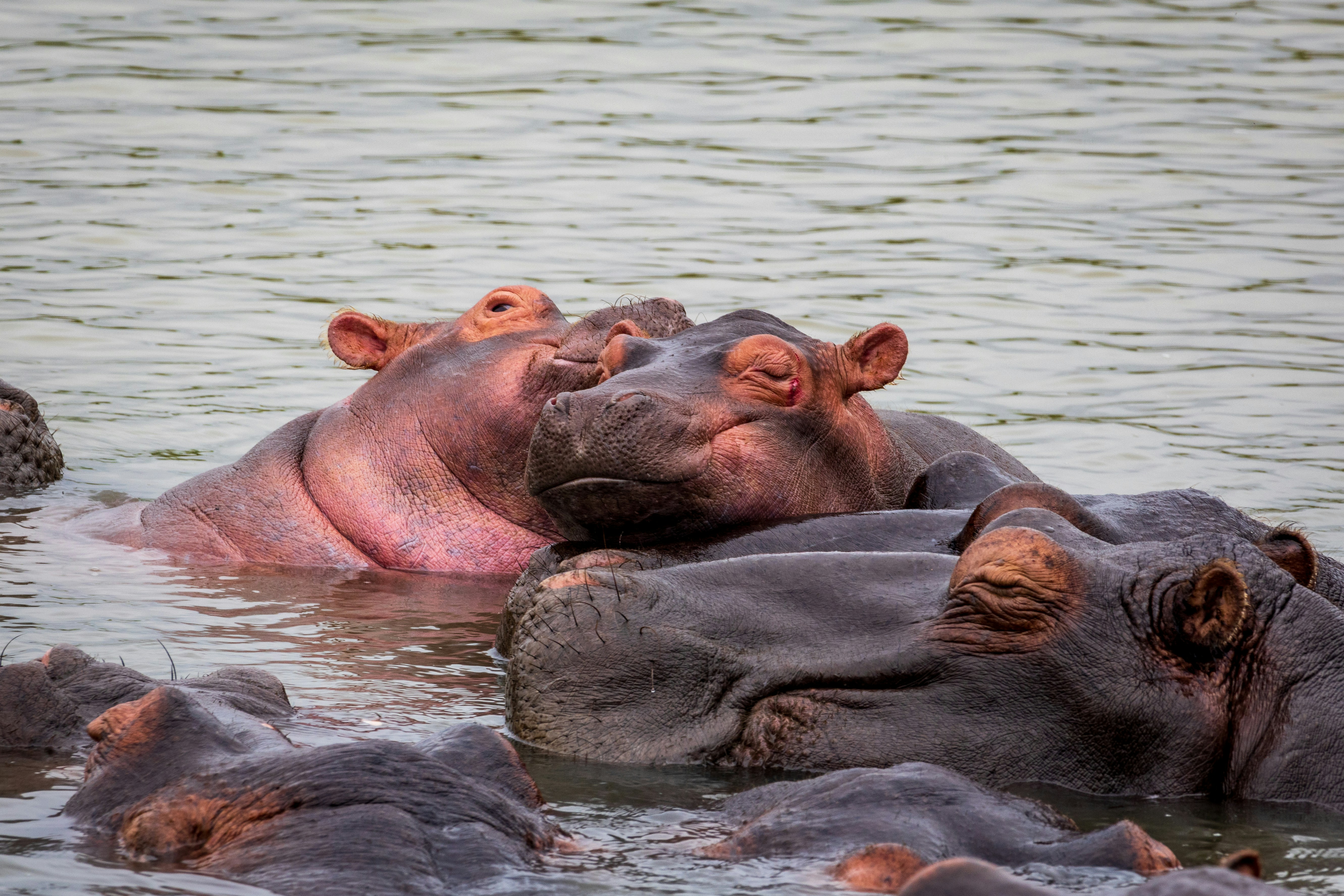 Conservation Implications (image credits: unsplash)