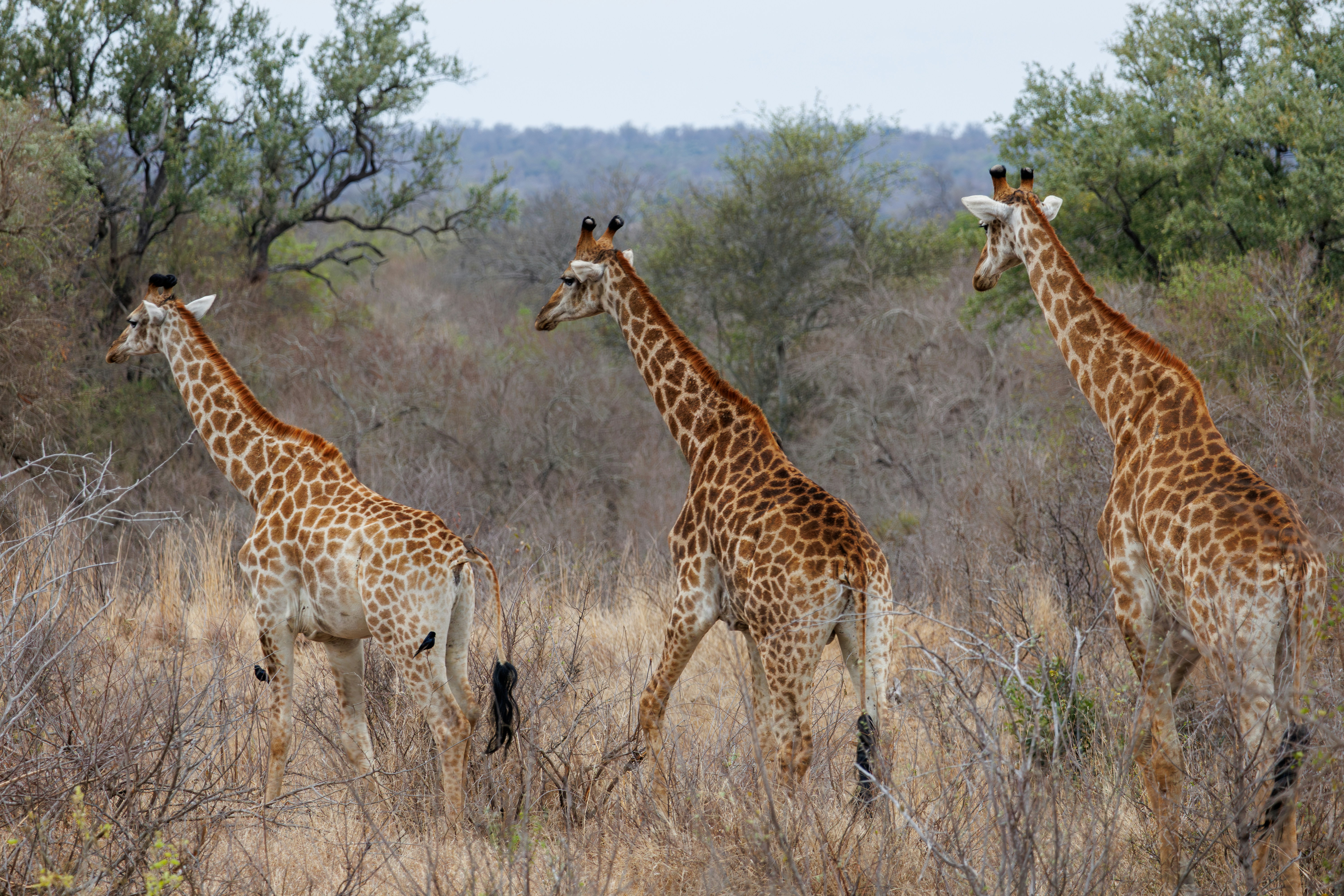 A group of giraffes walking through a field, 