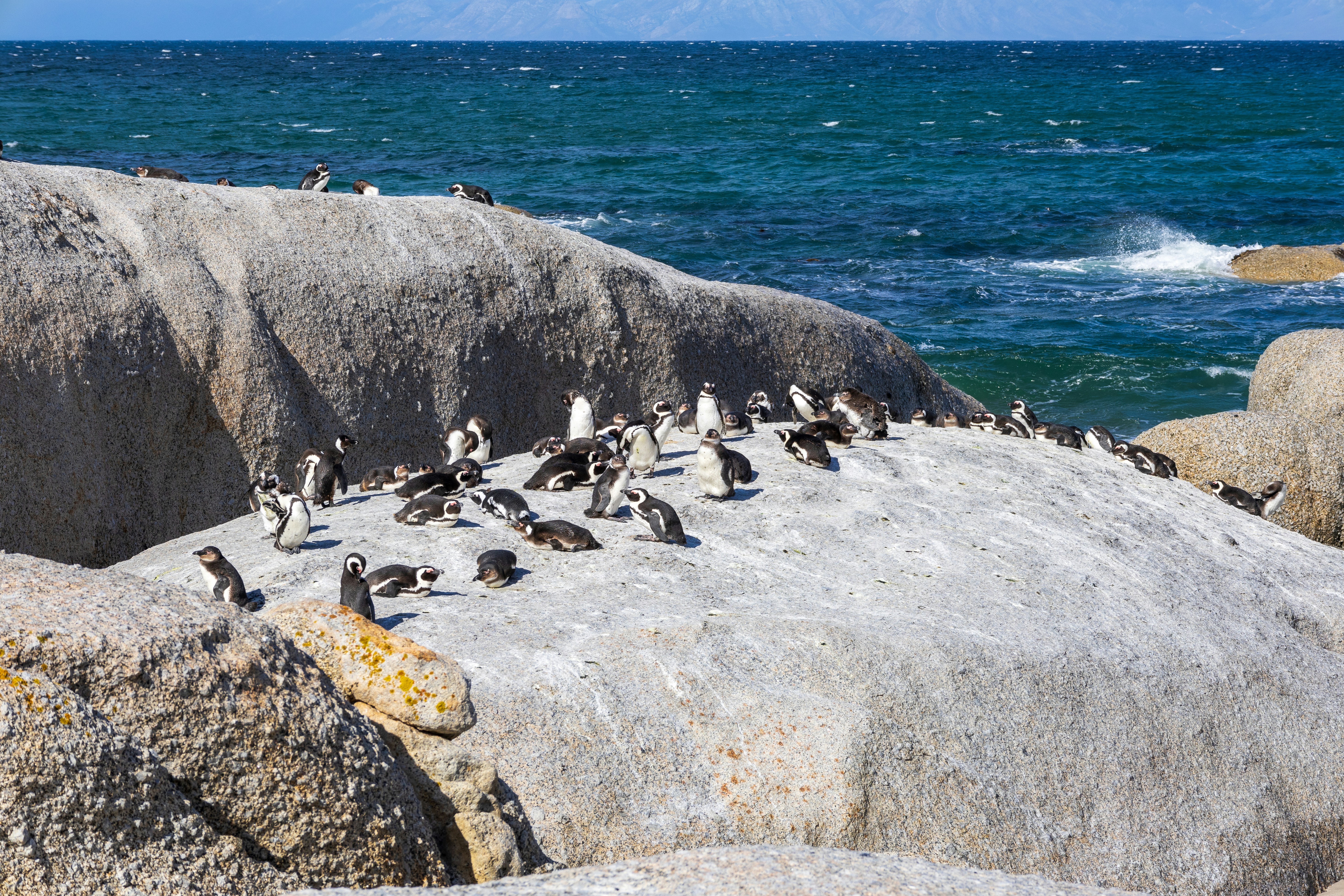A flock of birds sitting on top of a large rock photo – Free Boulders ...