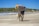 A man with a hat and a dog on a beach