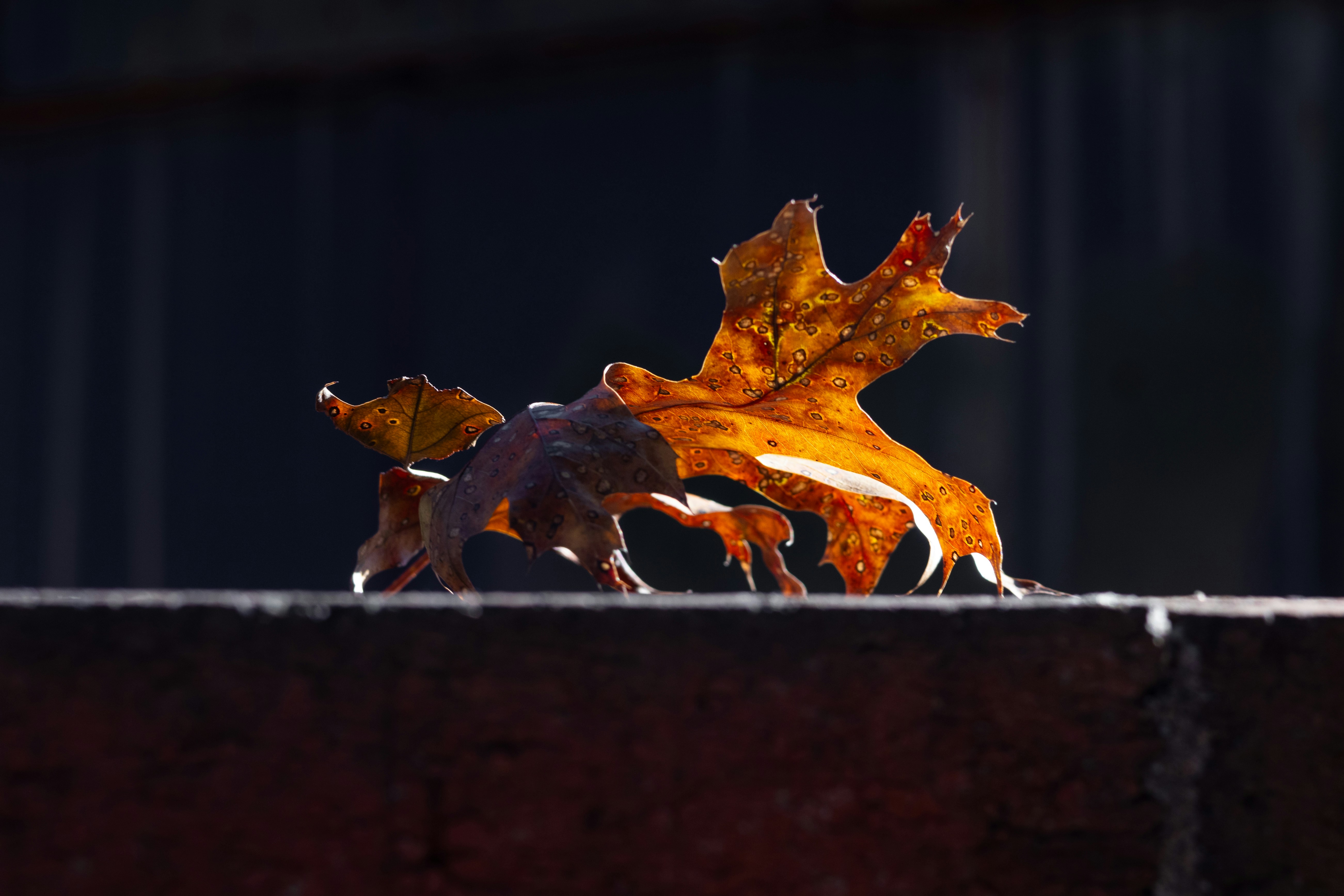A leaf lit by the sun on a brick wall.