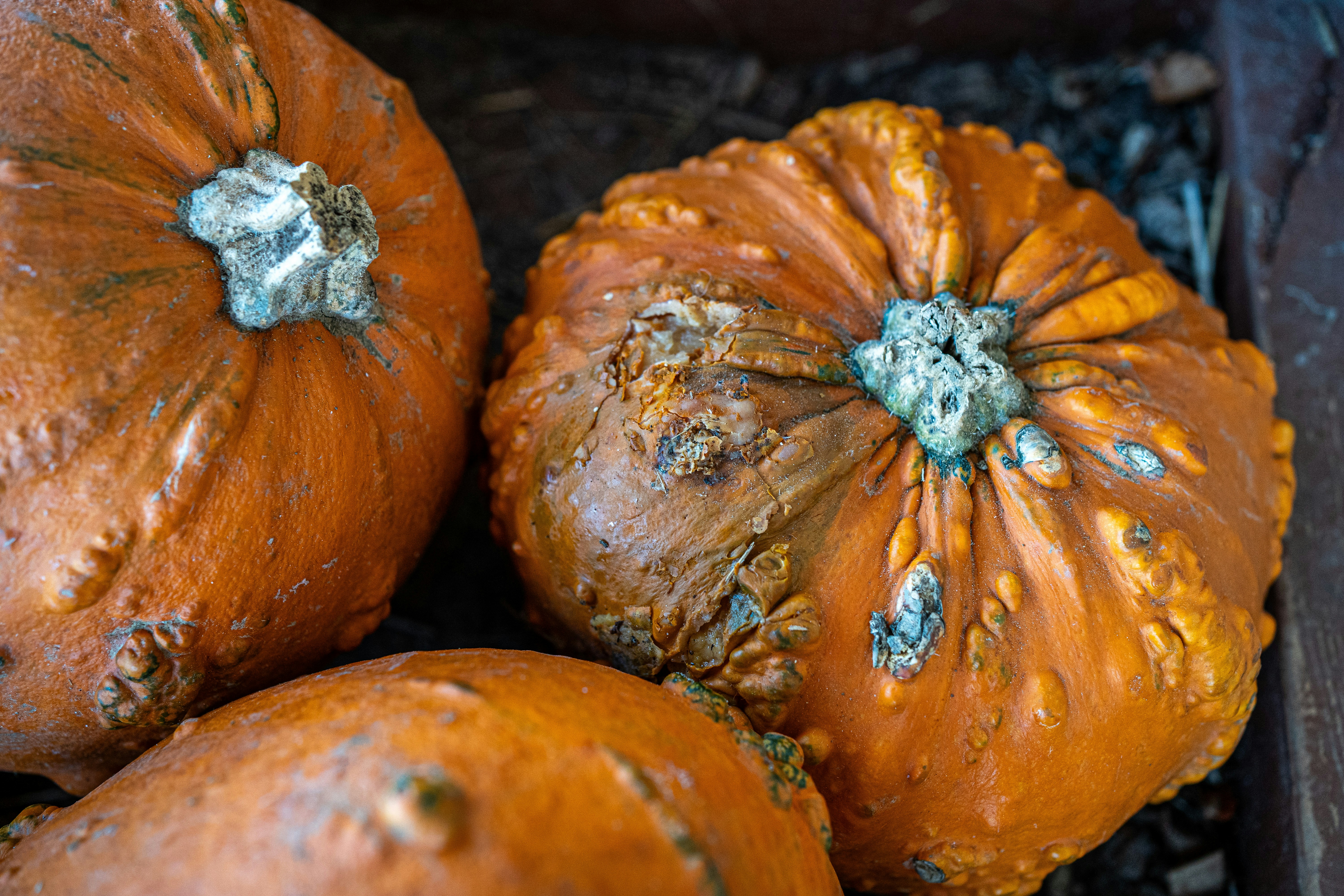 A group of pumpkins sitting on top of a table