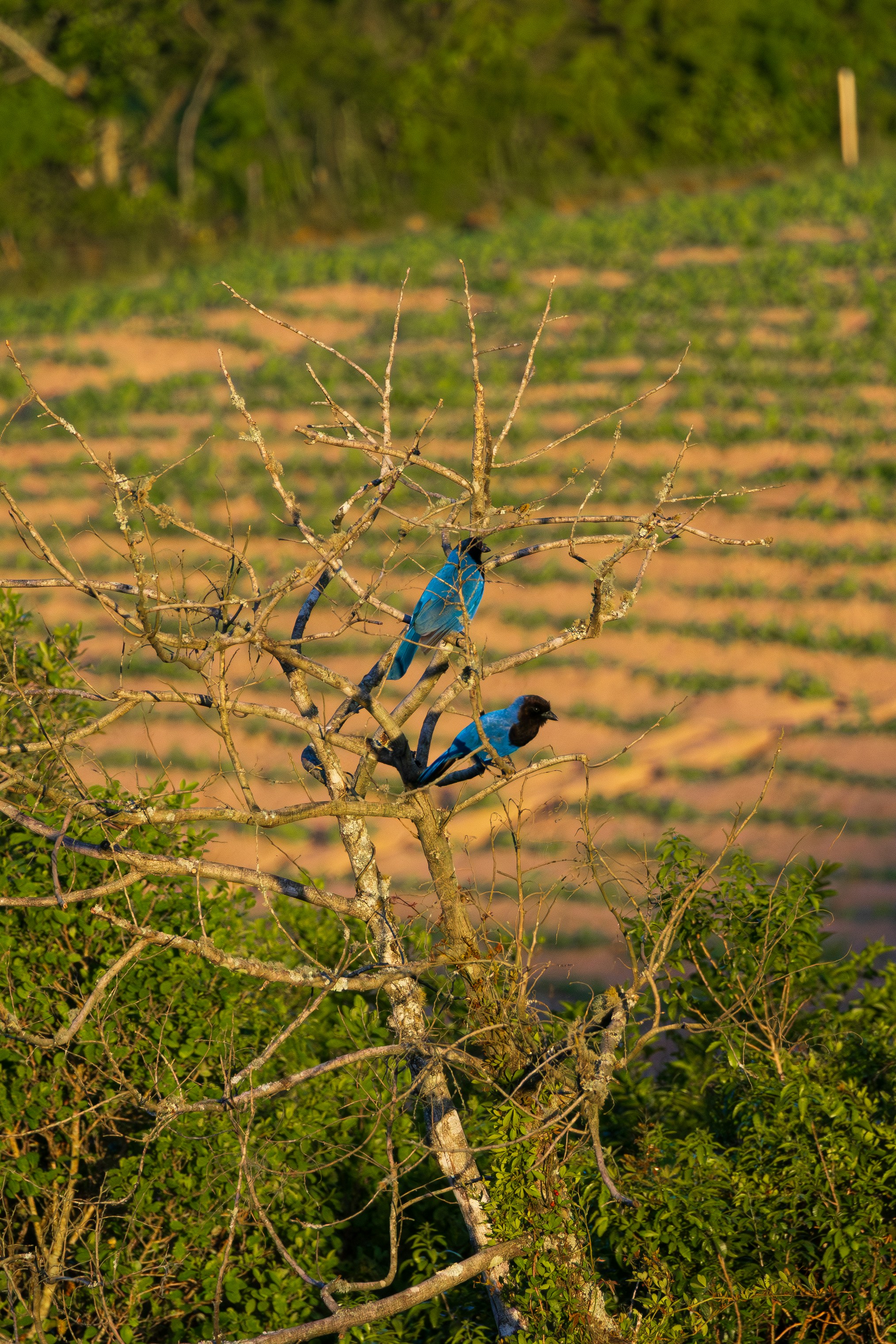 Photo by matheuskprot