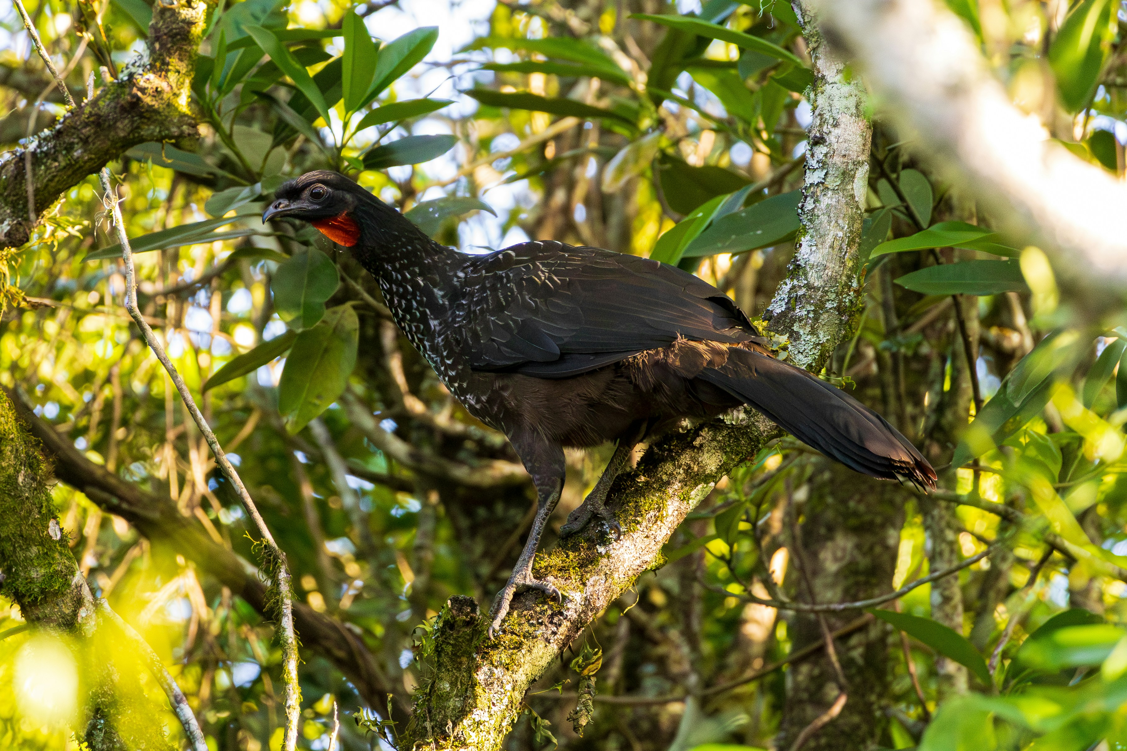 Photo by matheuskprot