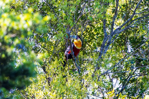 Wildlife