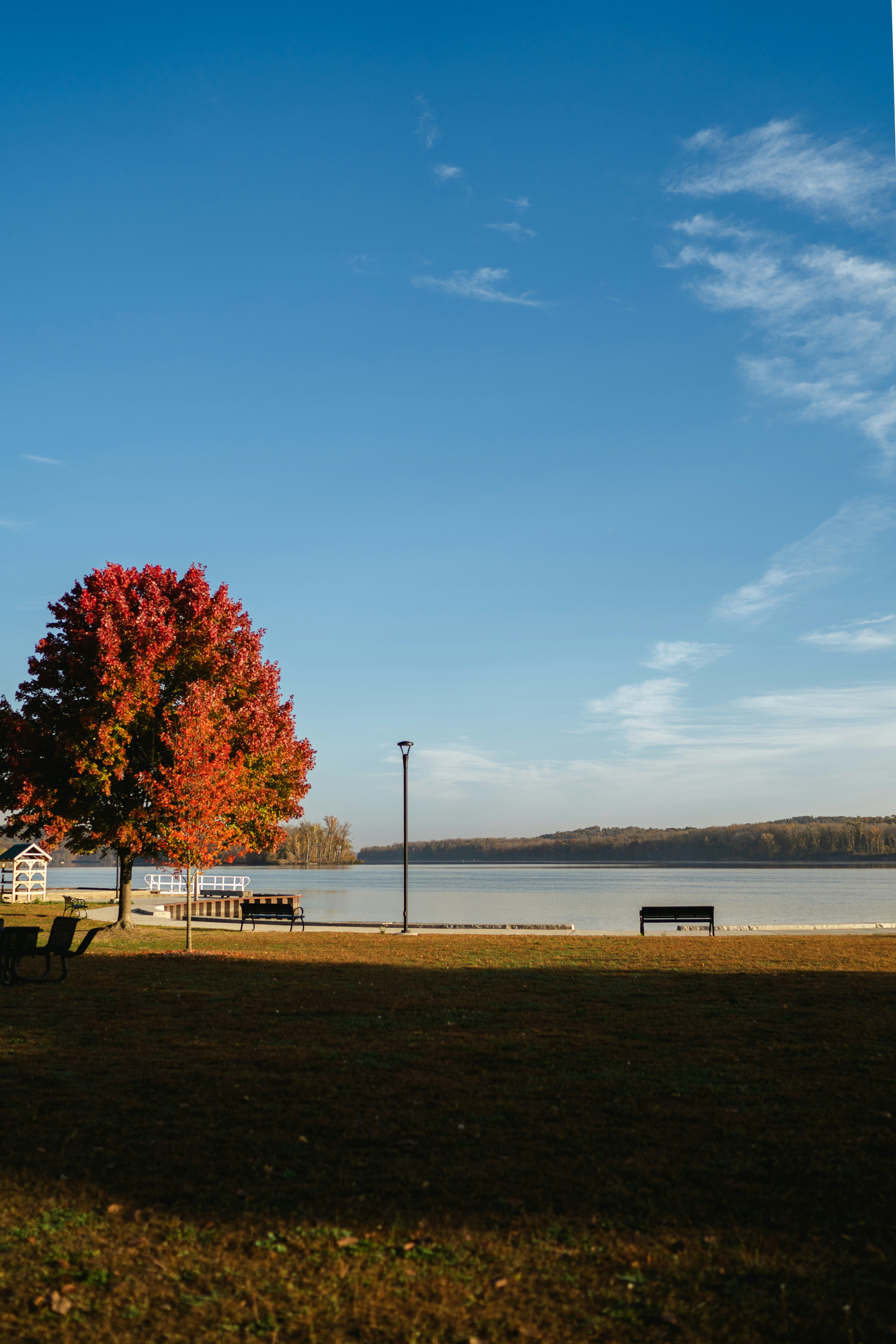 Un árbol con hojas rojas en un parque junto a un cuerpo de agua