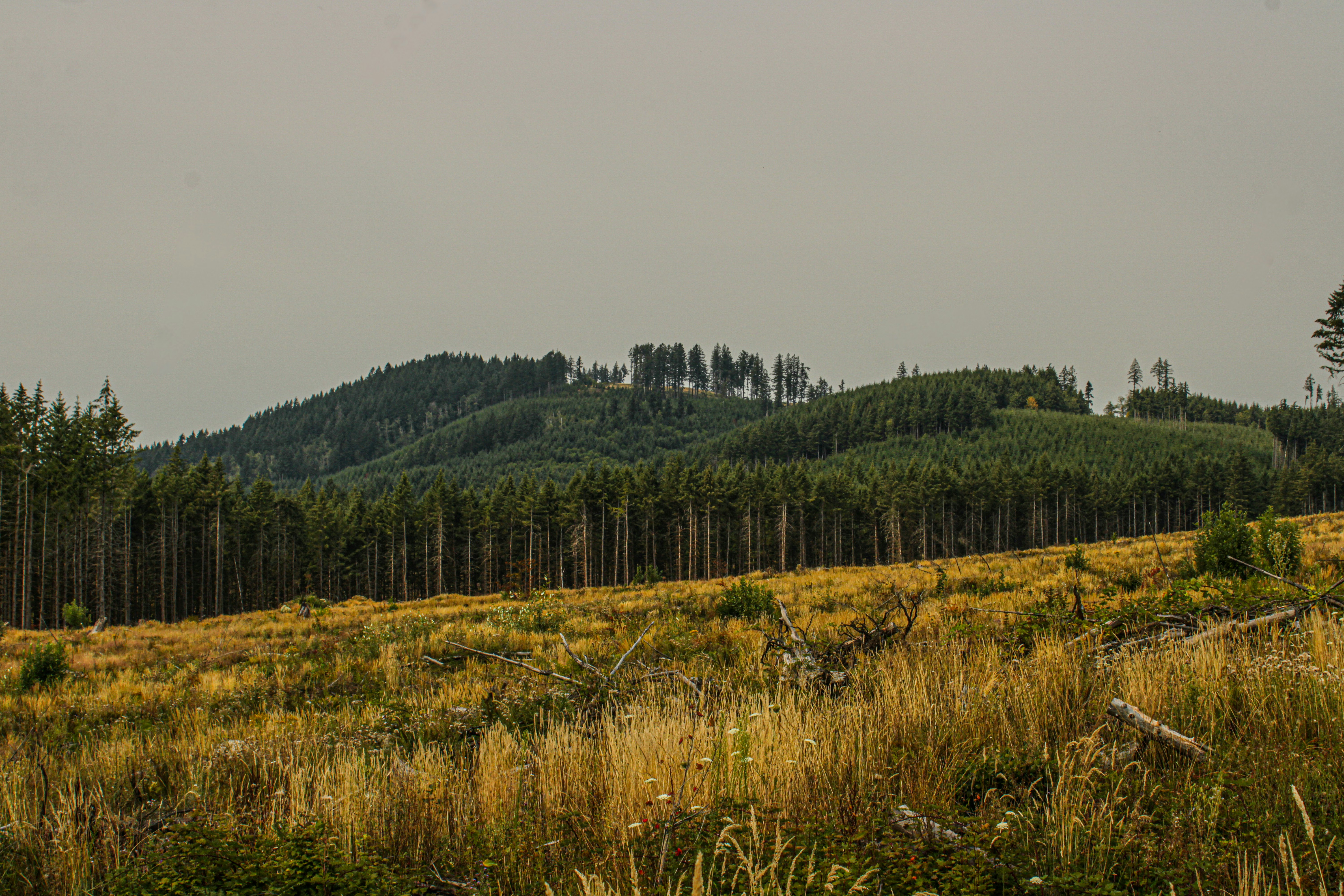 forest smoke haze, wallpaper, Protect Your Lungs from Wildfire Smoke: A Guide 5
