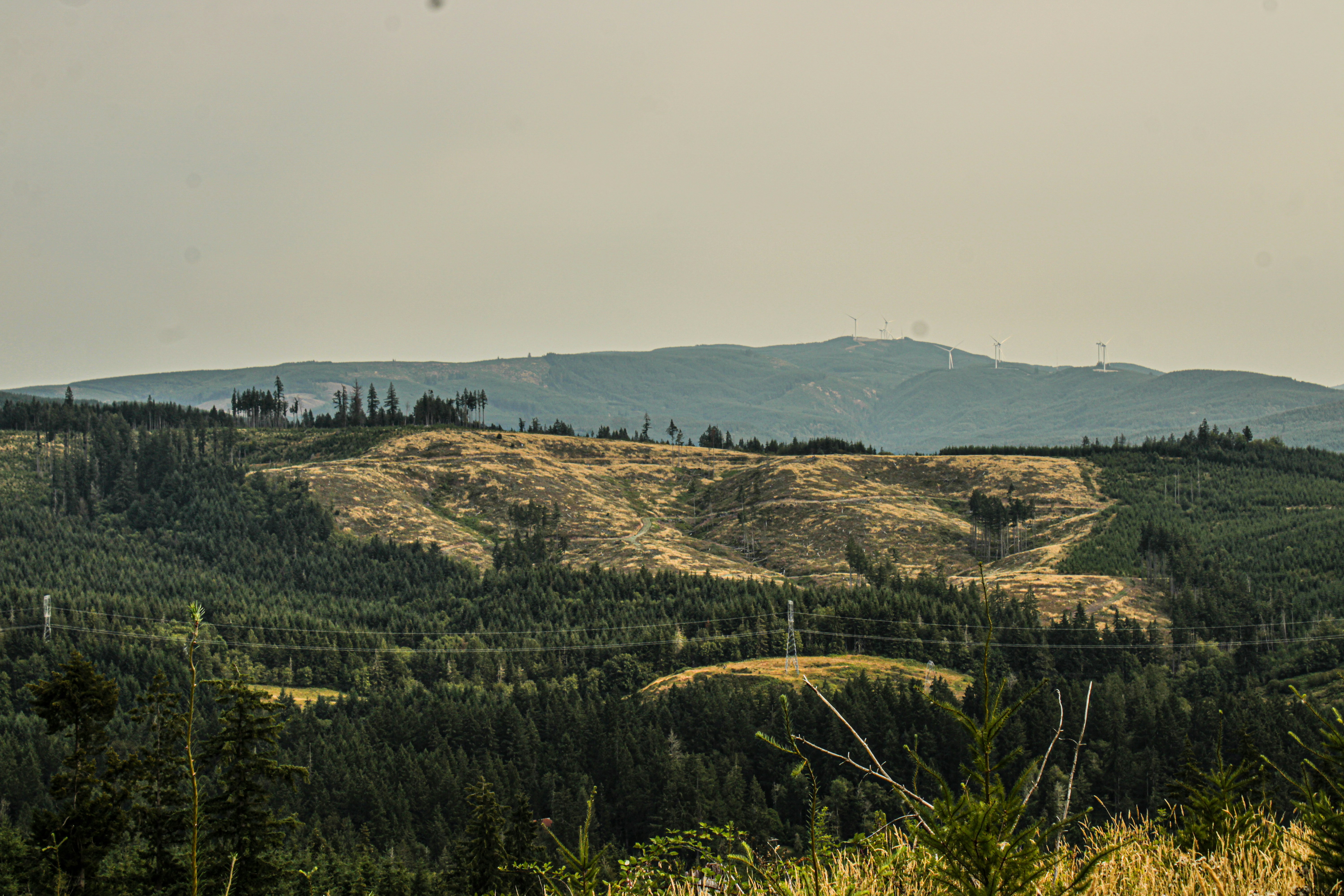 forest smoke haze, wallpaper, Protect Your Lungs from Wildfire Smoke: A Guide 6