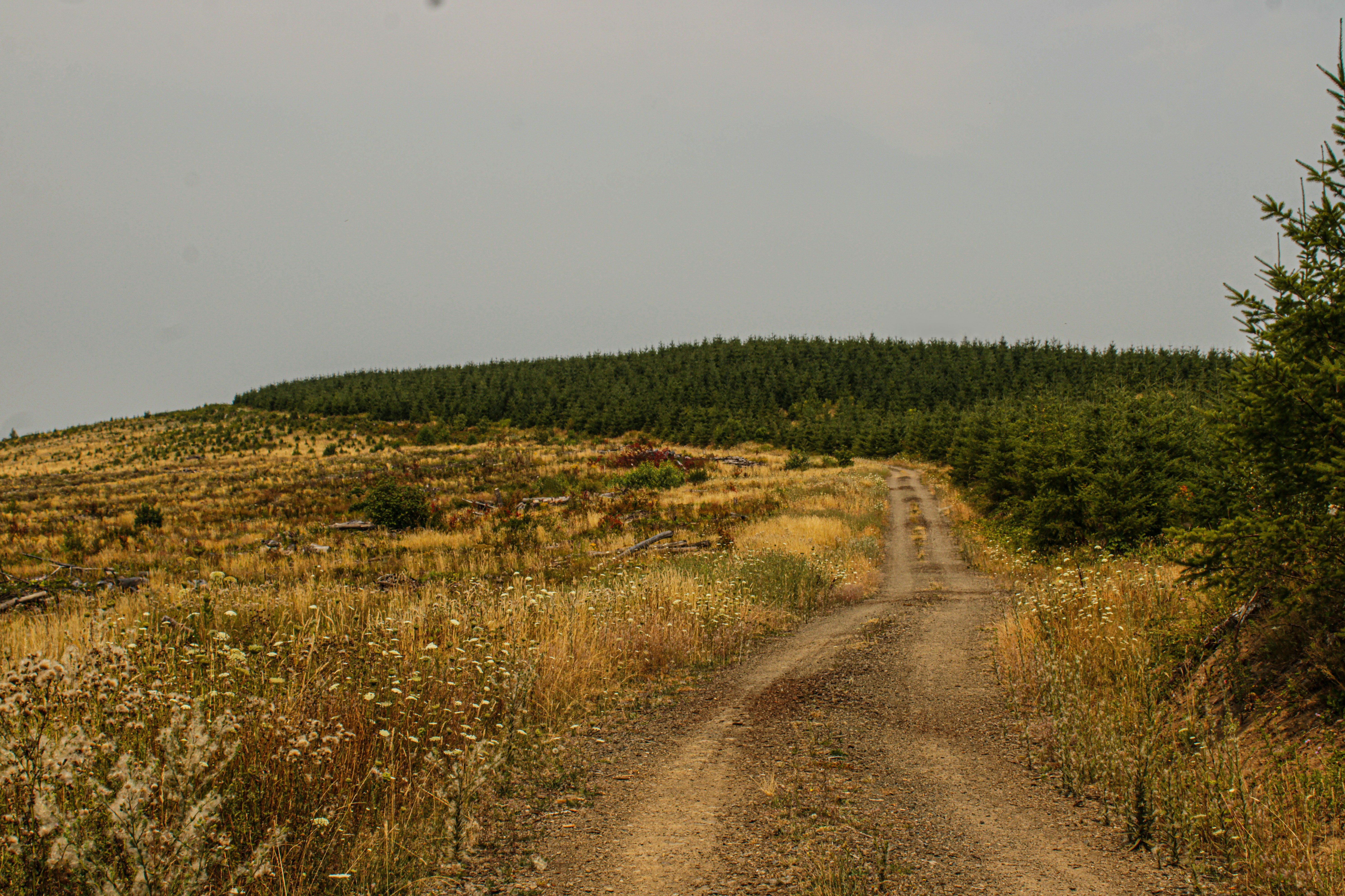 A dirt road in the middle of a field