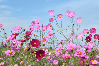Cosmos Flower India — Airy Cottage Garden Annual Complete Guide