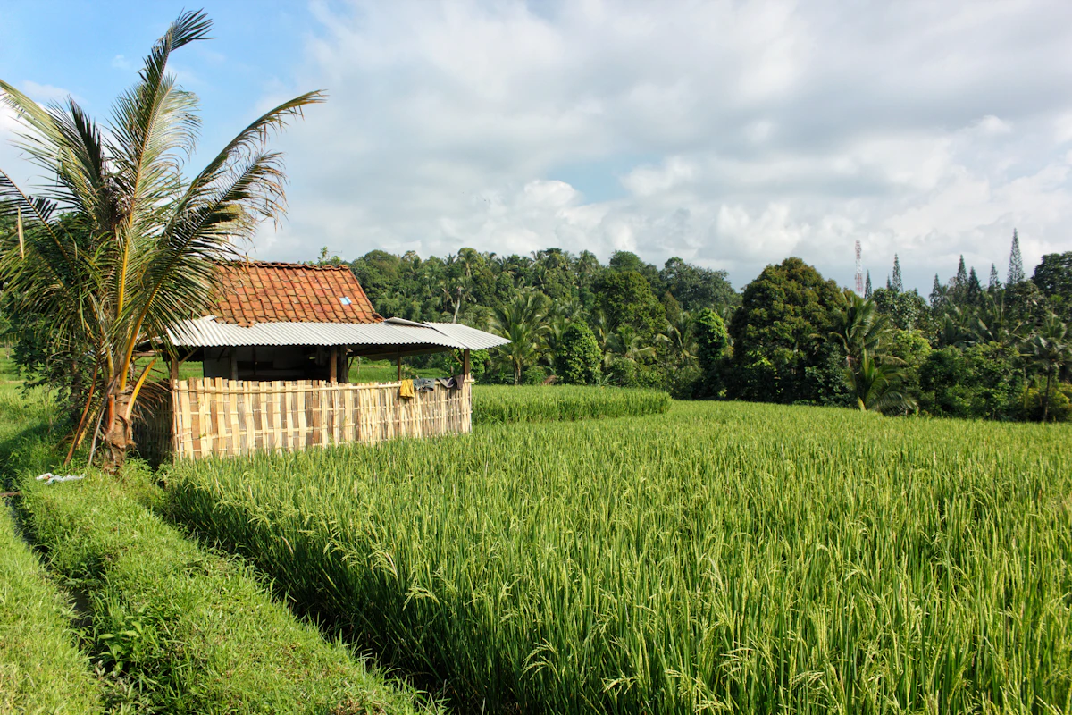 Hamparan lahan dengan sebuah rumah dan pohon kelapa di pedesaan Indonesia