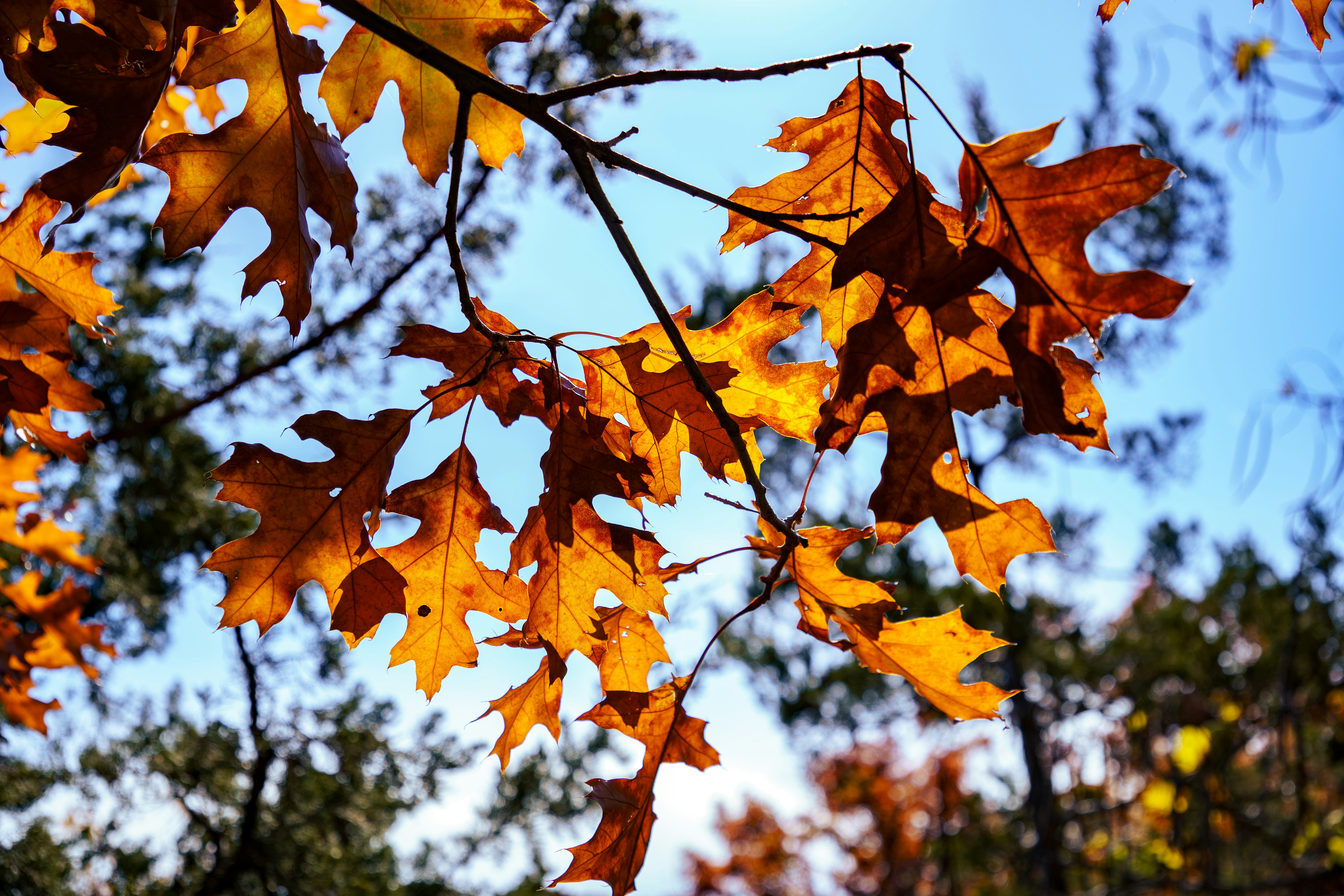 Photo by arcanephoto