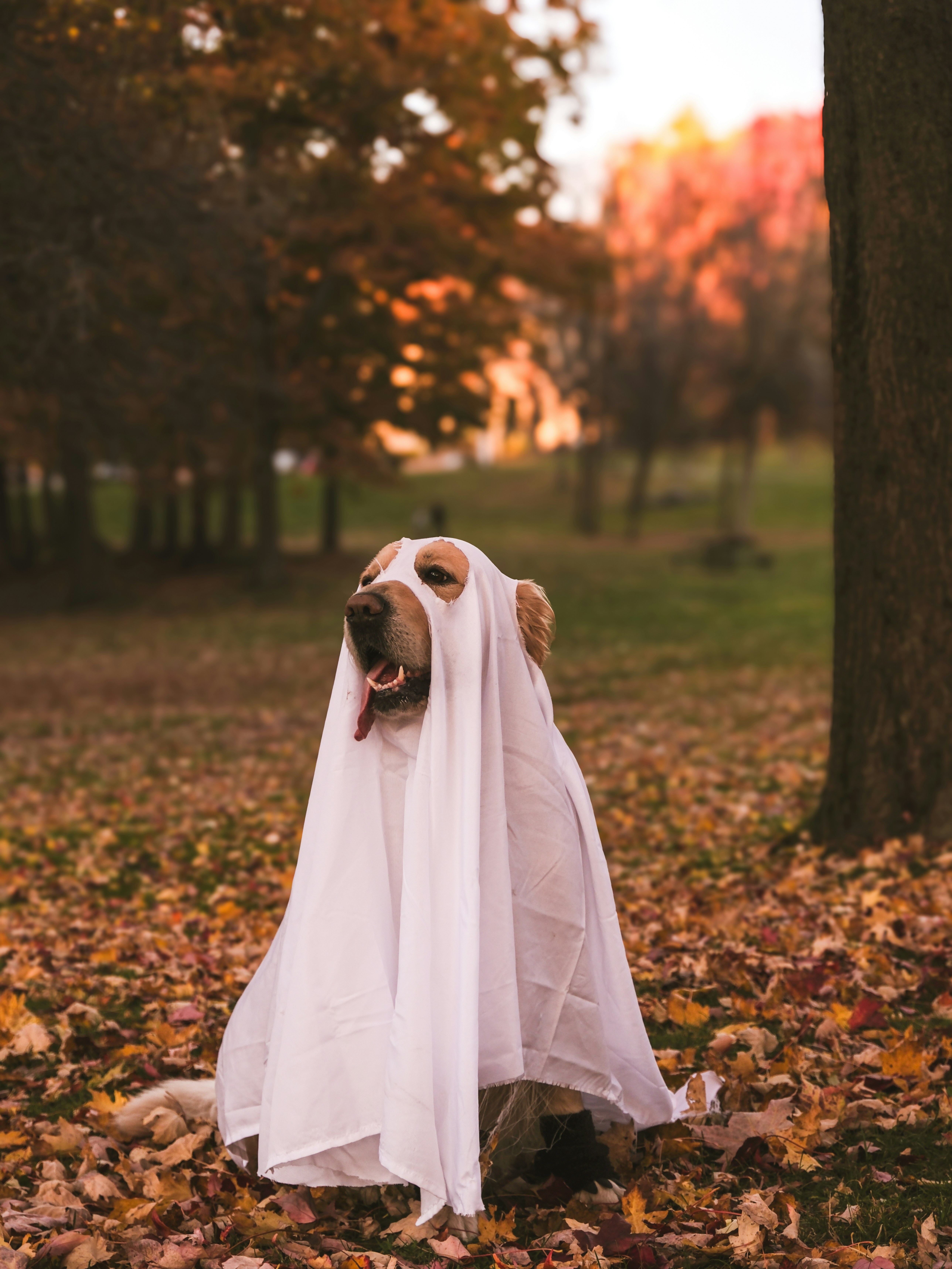 A dog dressed up in a ghost costume