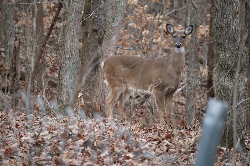 Fresh whitetail deer scrape on forest floor with disturbed leaves and dirt