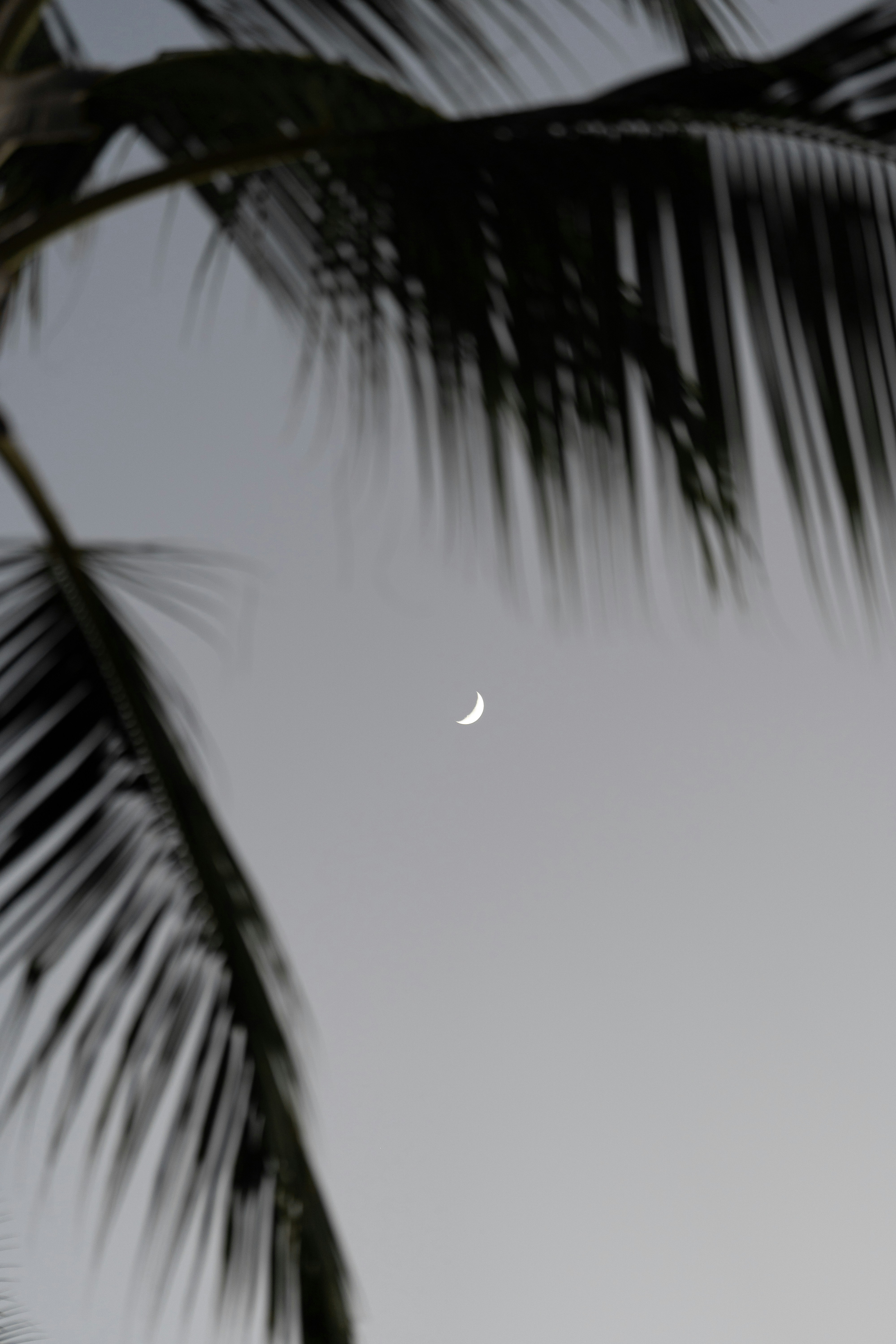 A palm tree with a half moon in the sky
