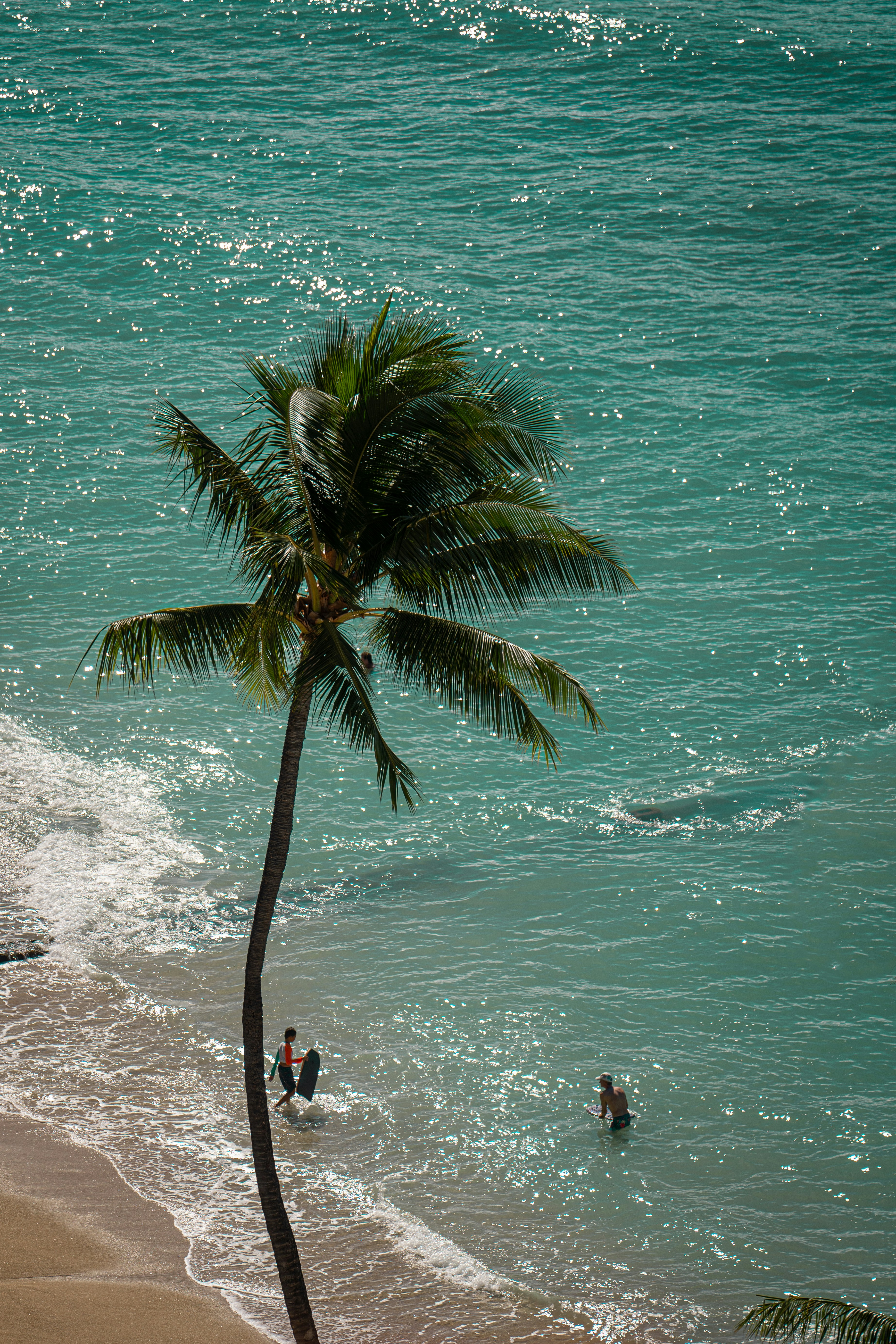 A palm tree on a beach next to the ocean