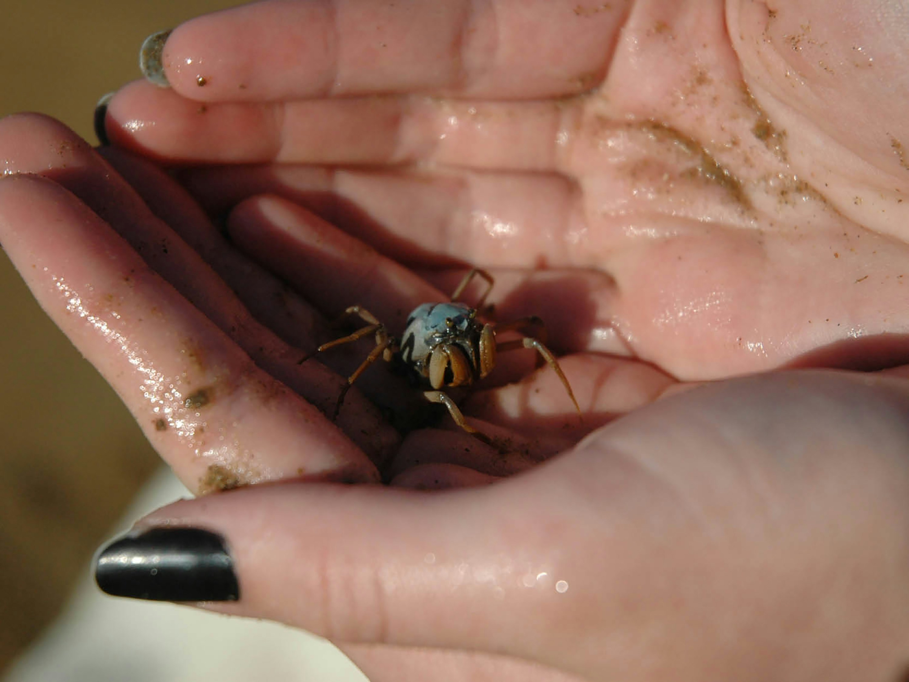 A person holding a small spider in their hands