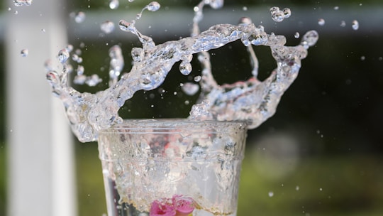 A glass filled with water and a pink flower
