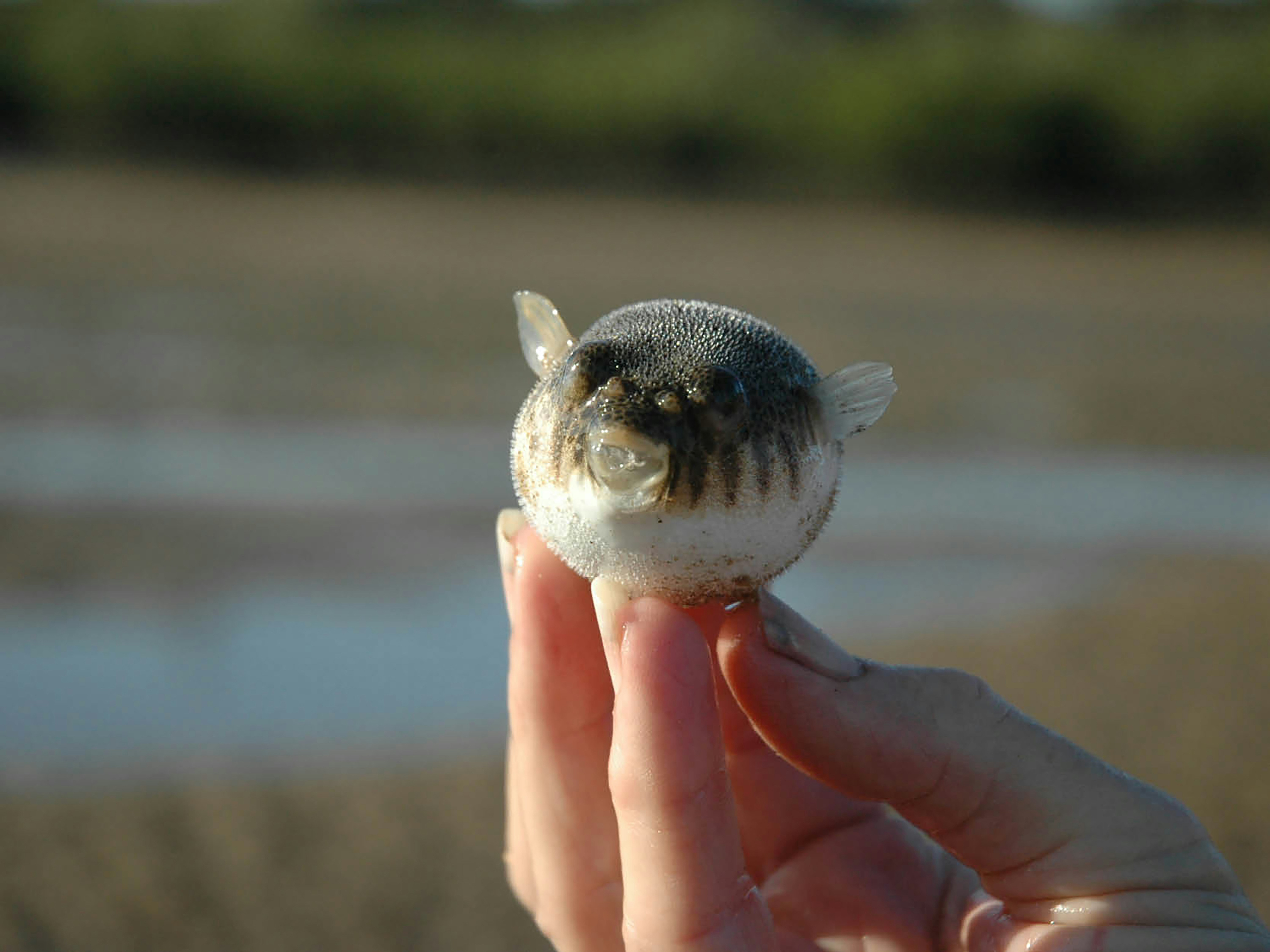 A person holding a small animal in their hand