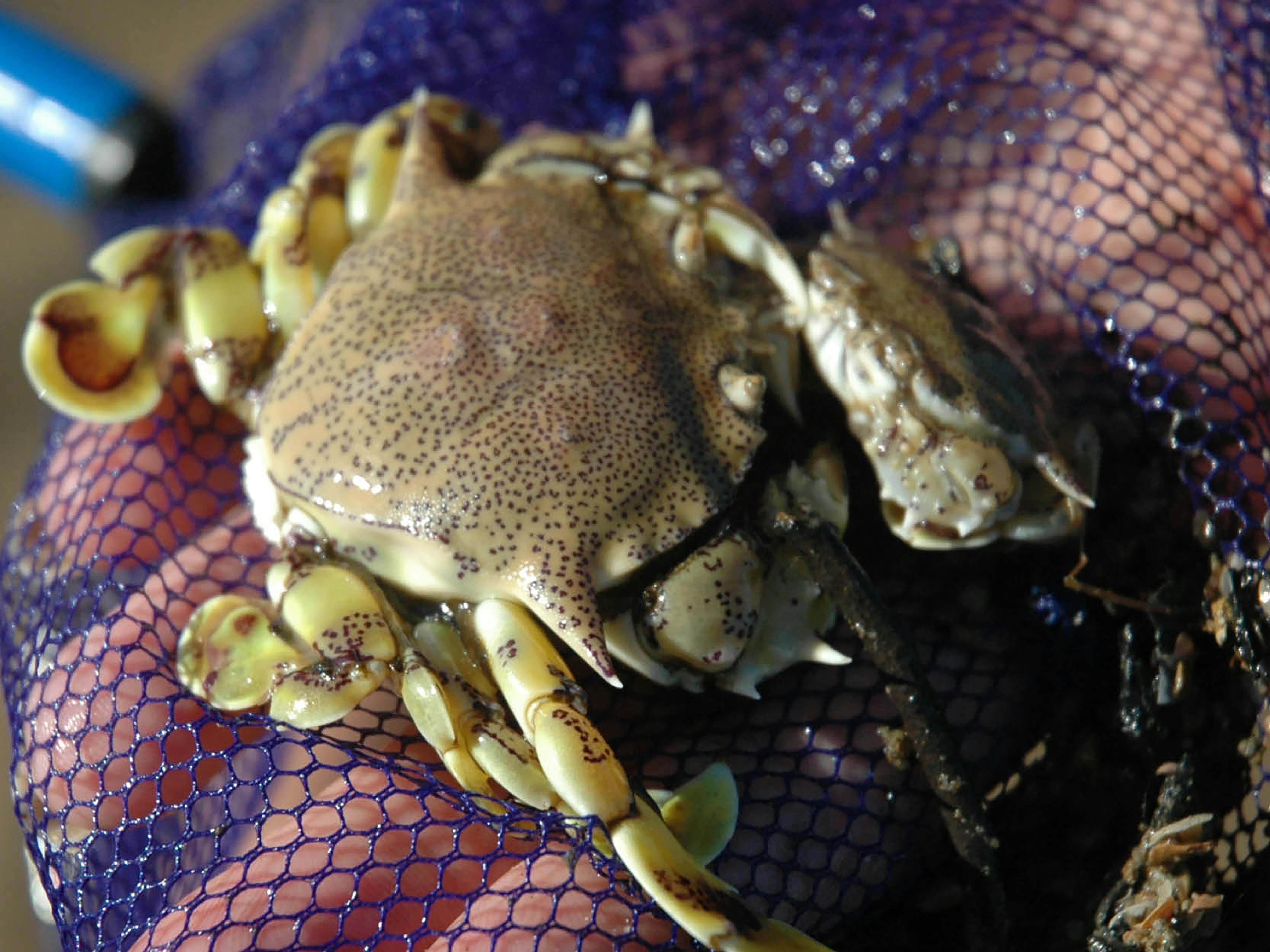 Un primer plano de un cangrejo en una bolsa de red