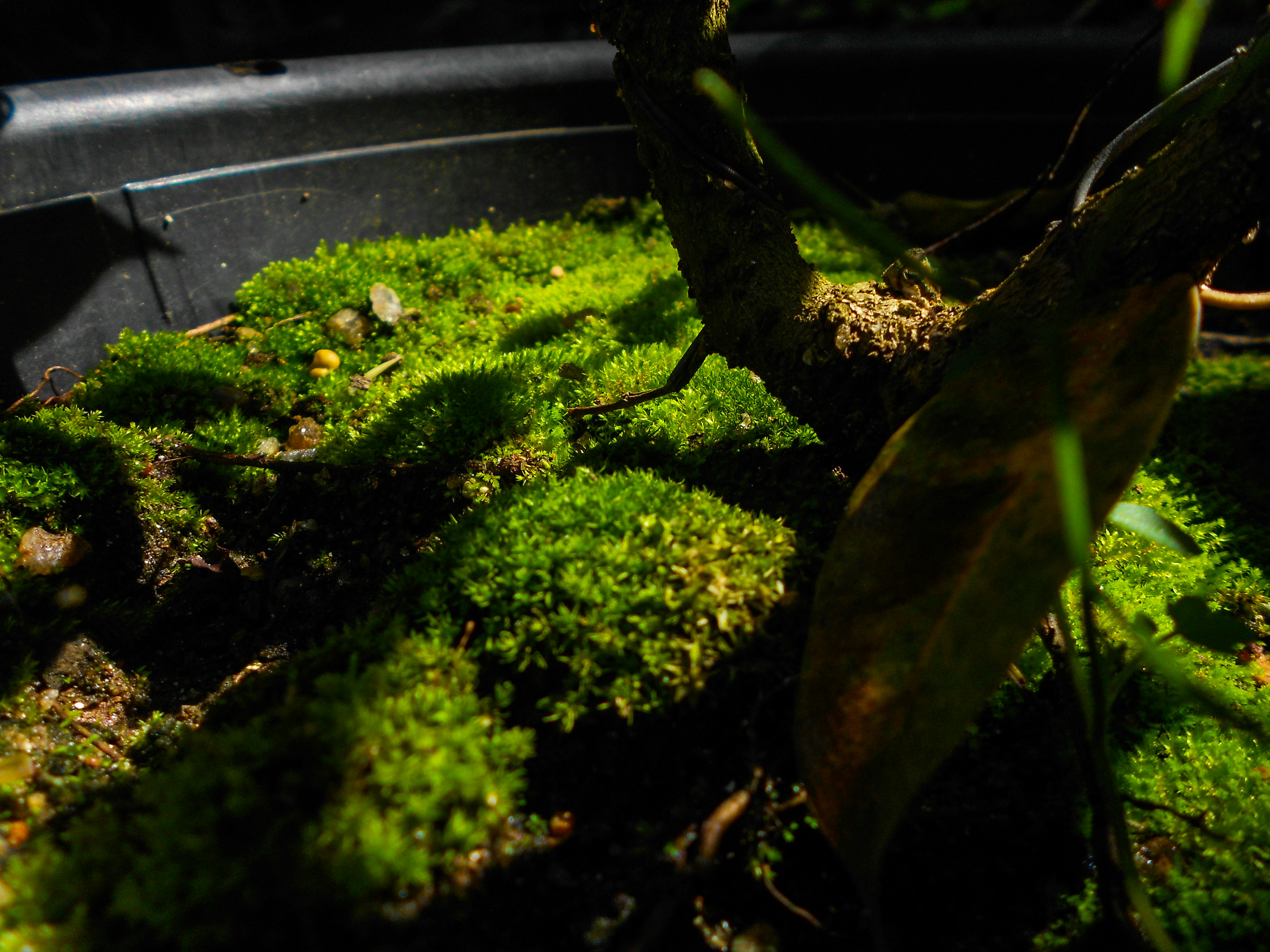 9 Moss Types to Enhance Aquascaping Setup for Beginners