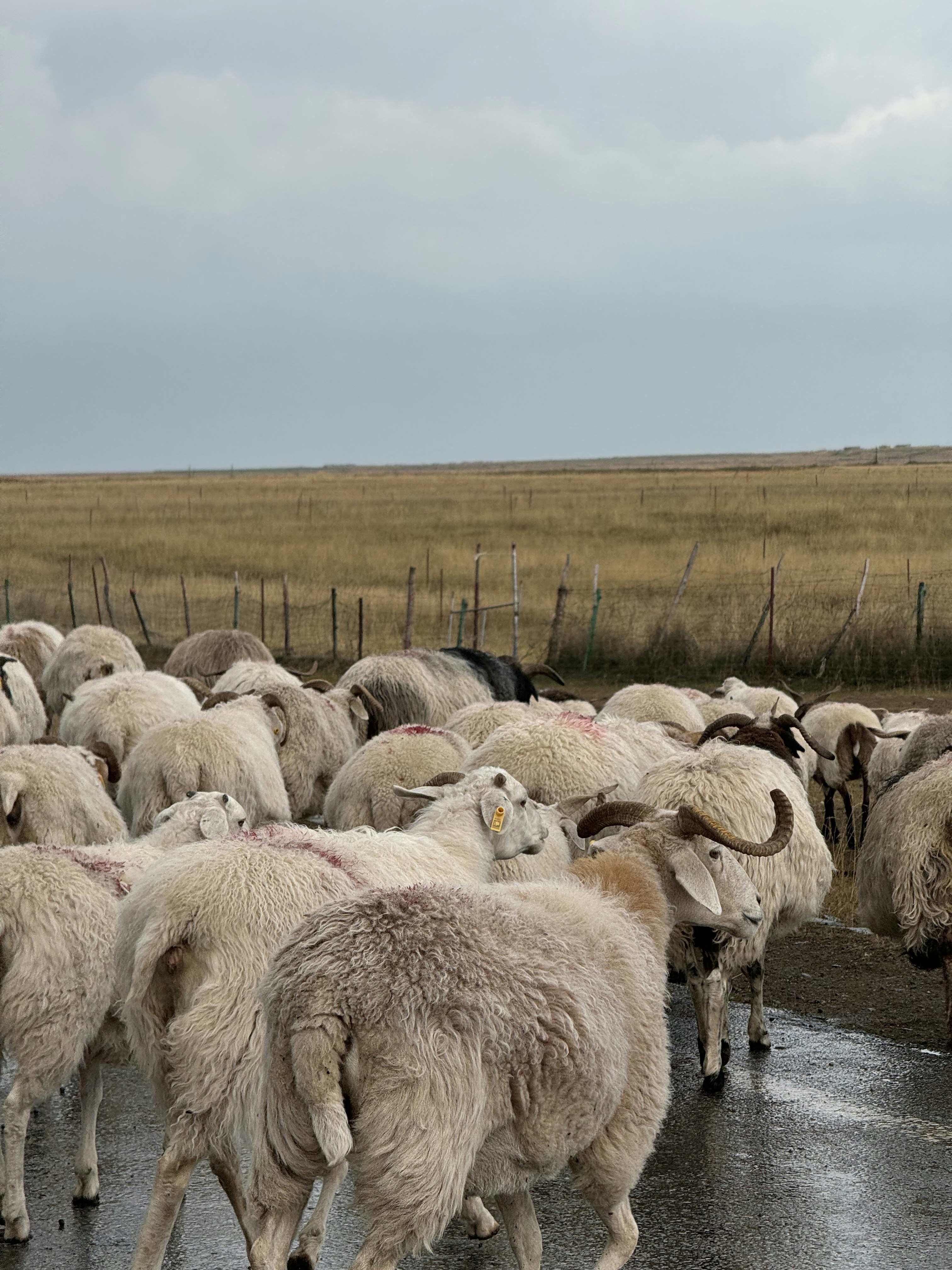 Lamm Lahmheit nach Stallunfall