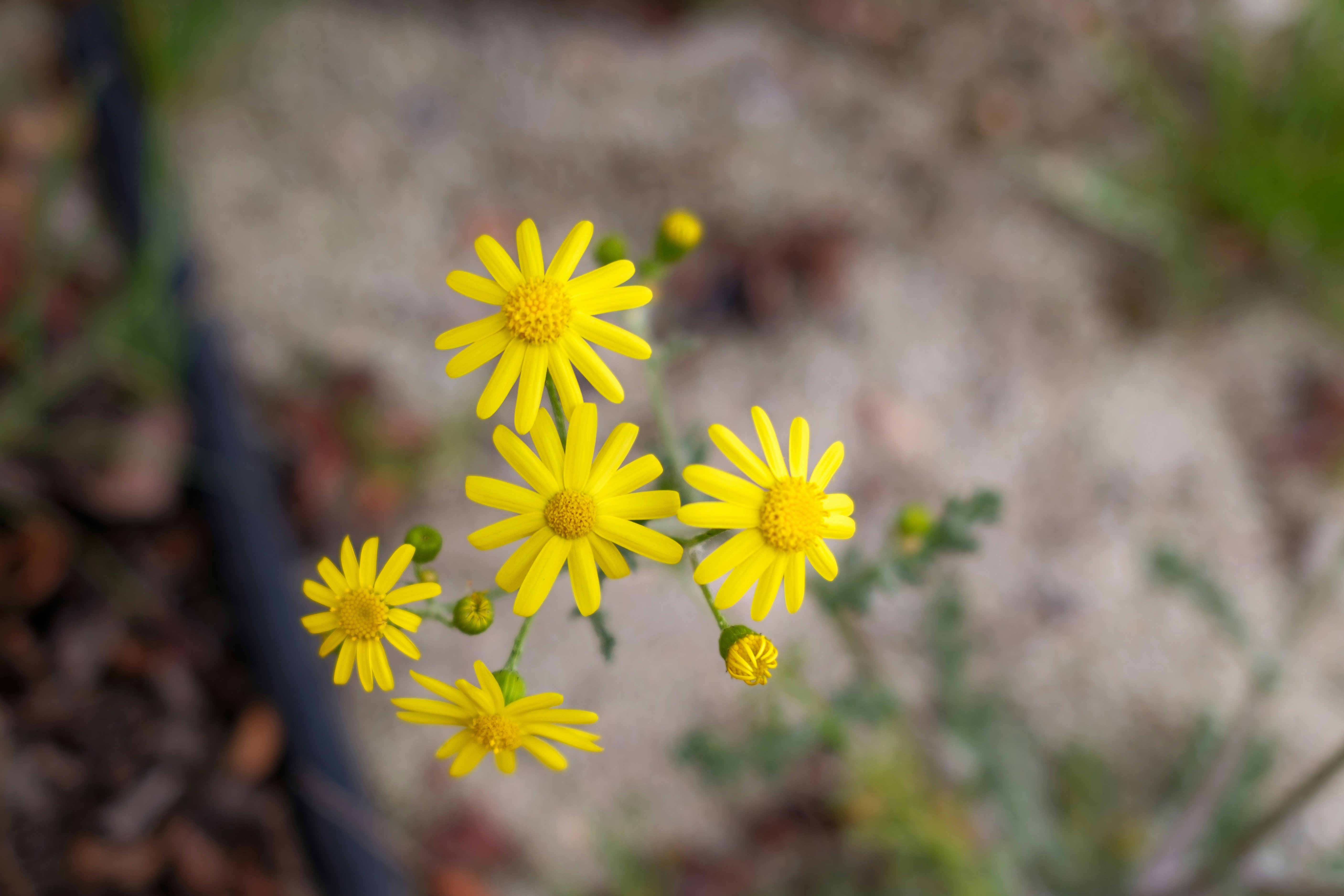 Photo by irfansimsar