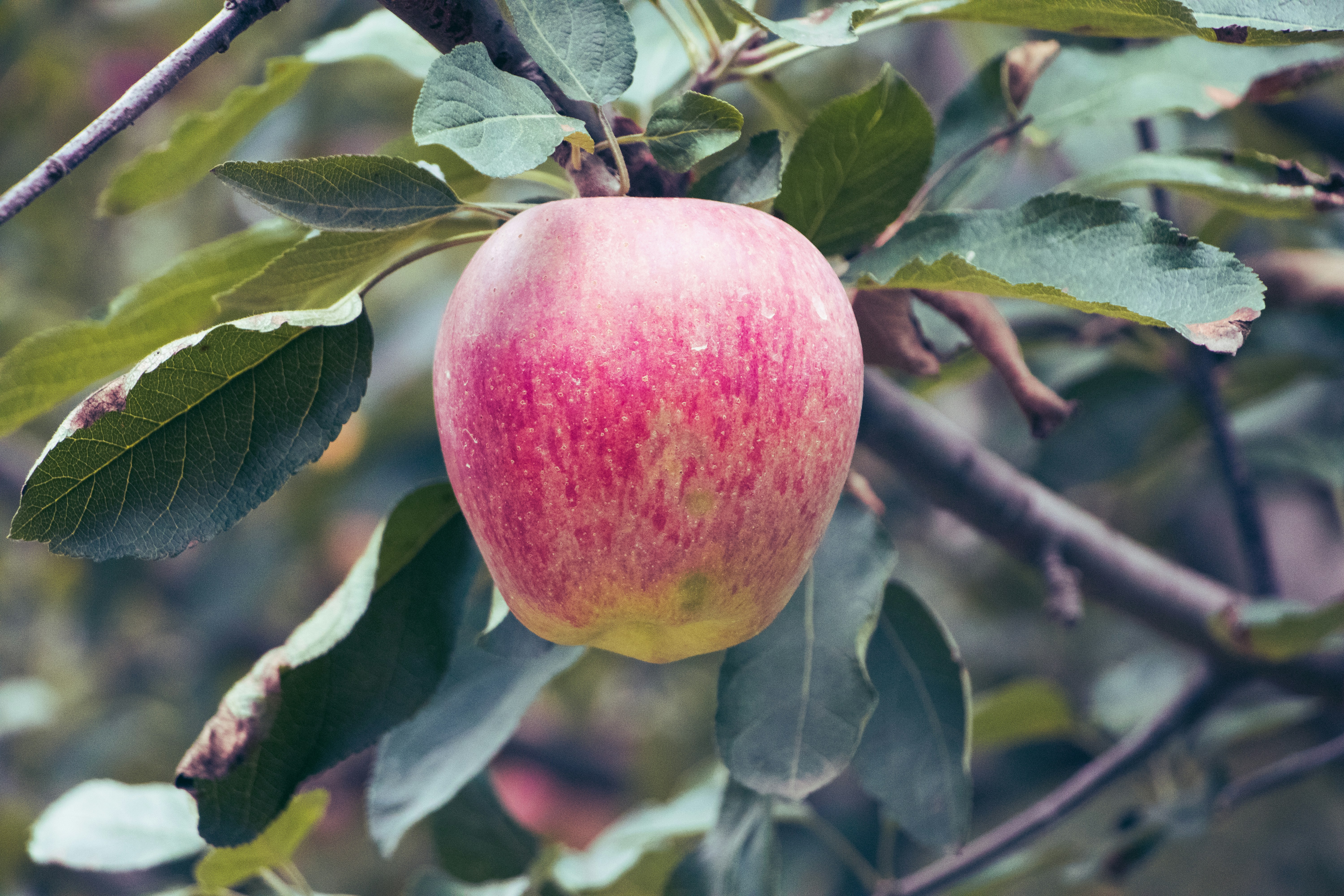 Kashmiri apple orchard