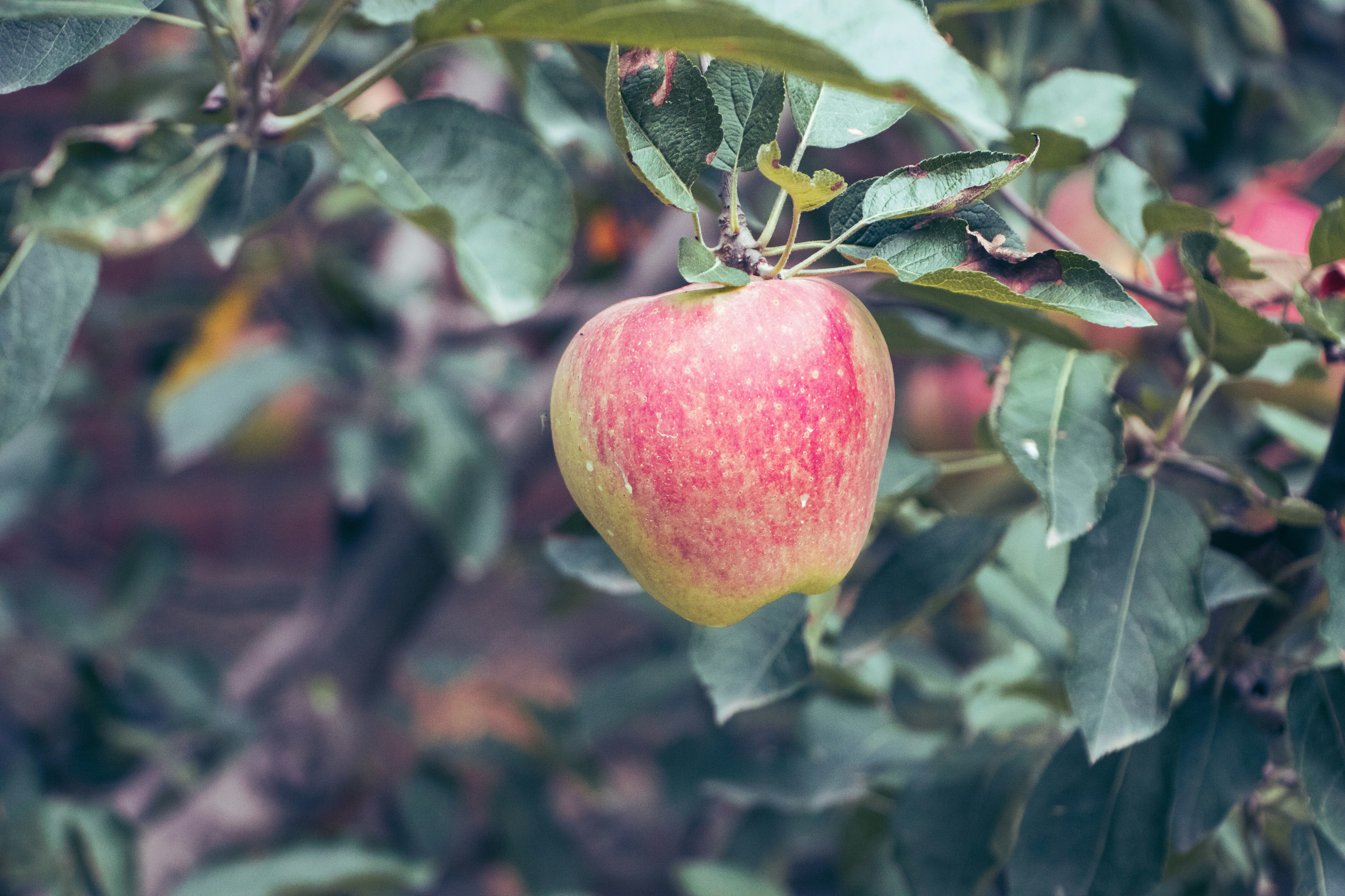 Photo by iamprakasam