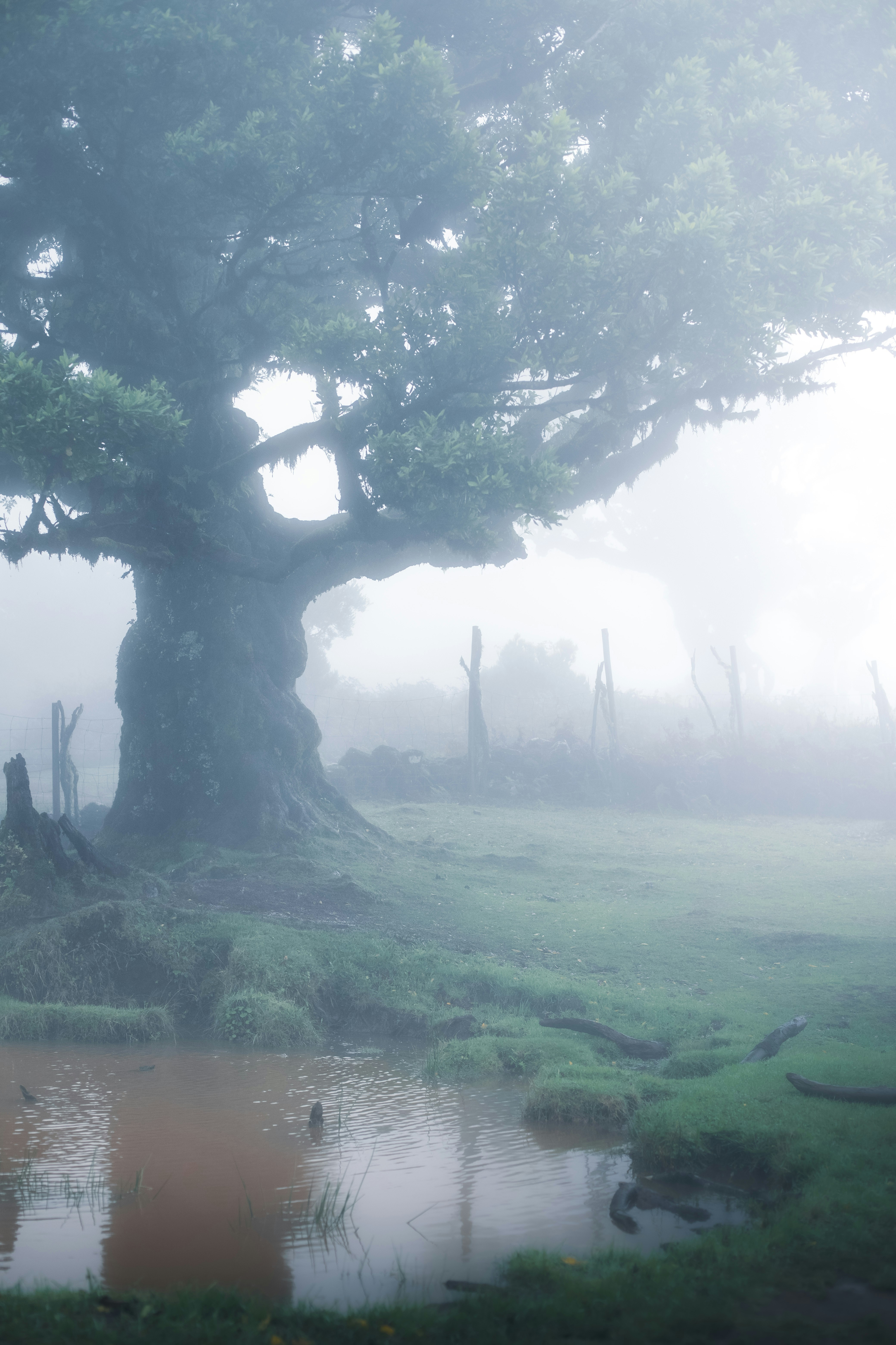 A large tree in the middle of a foggy field photo – Free Forest Image ...