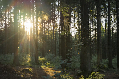 The sun is shining through the trees in the forest