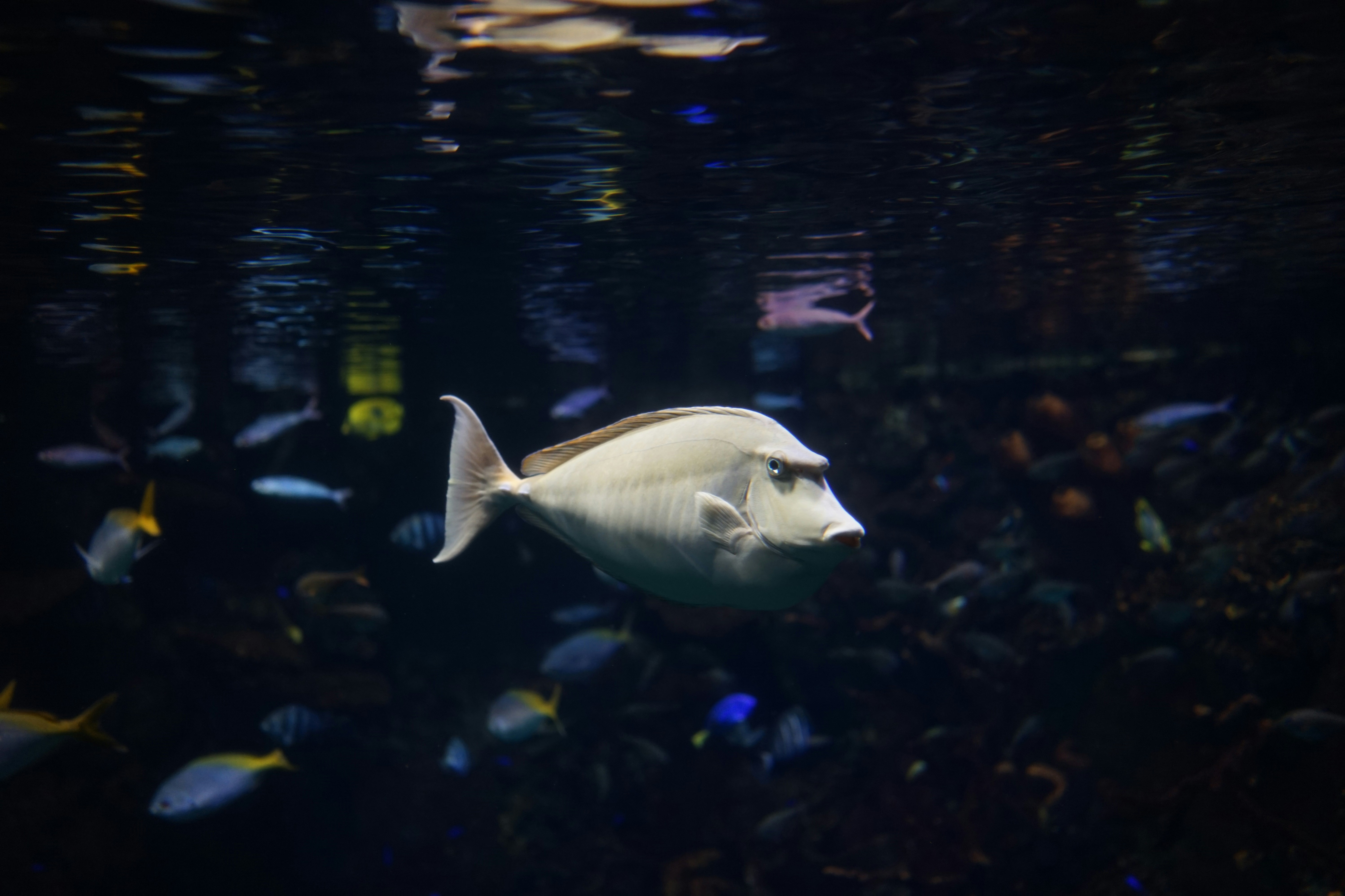 Ein großer weißer Fisch, der in einem großen Gewässer schwimmt