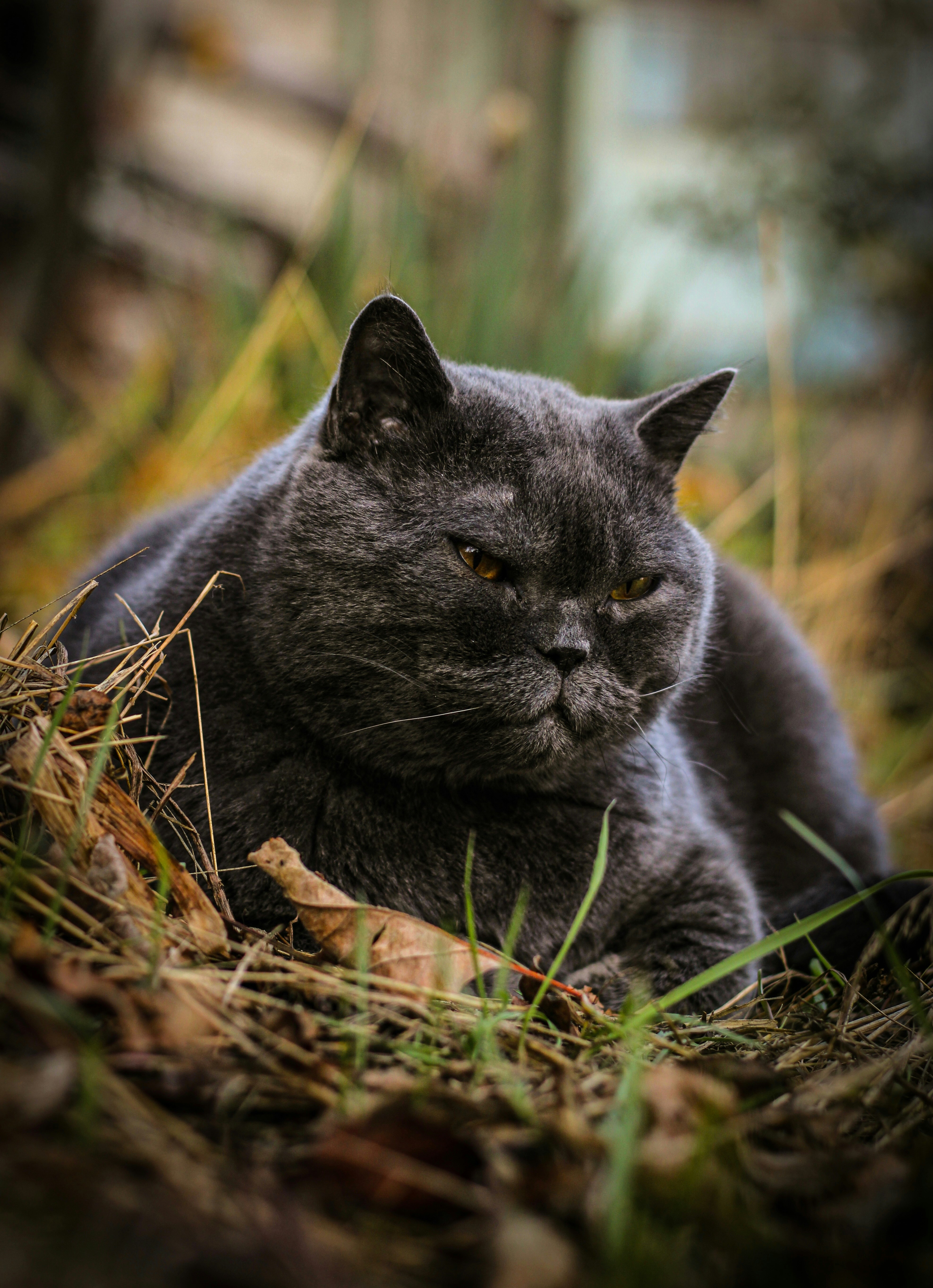 A gray cat is sitting in the grass