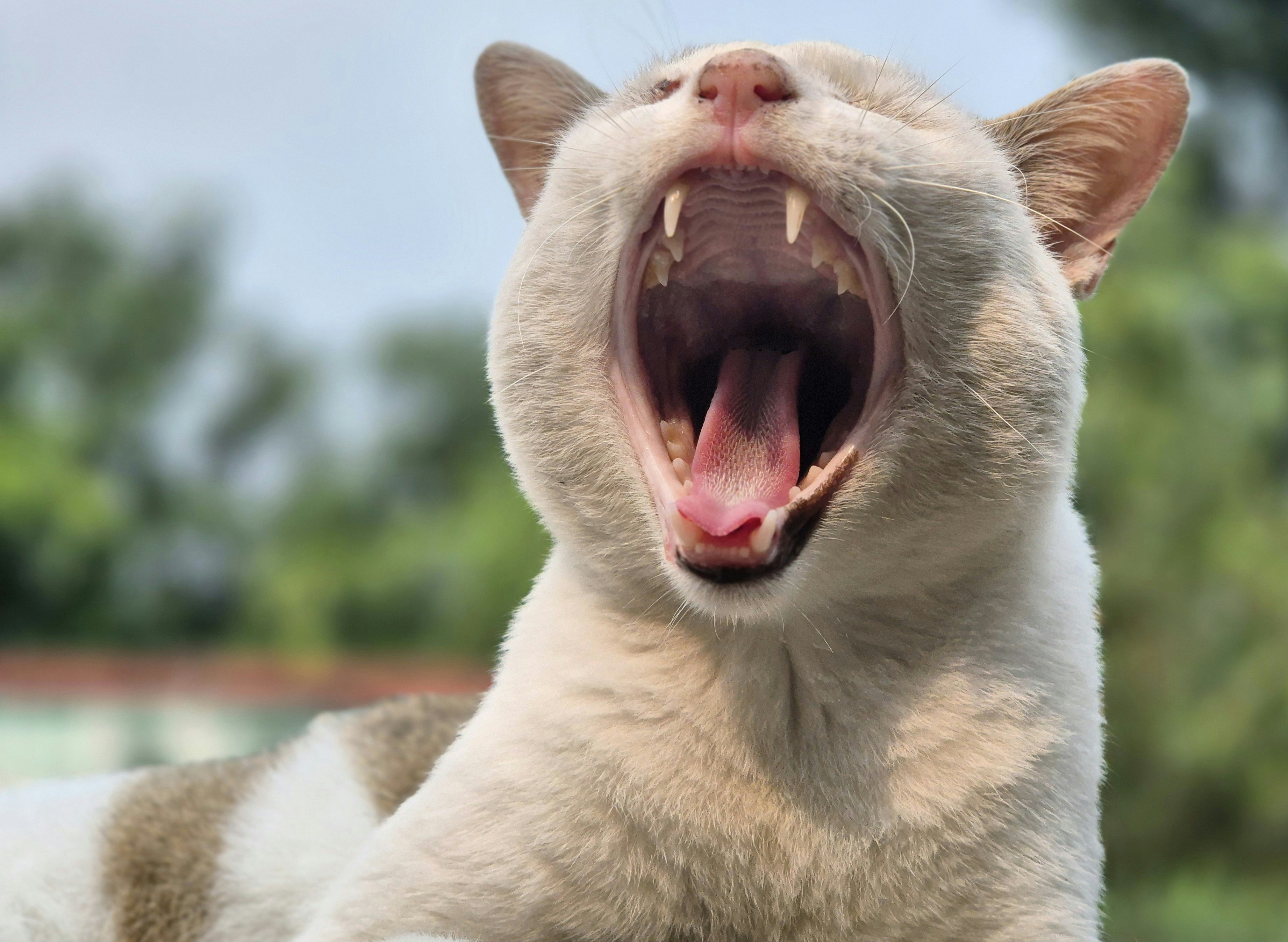 Gentle Voices (image credits: unsplash)