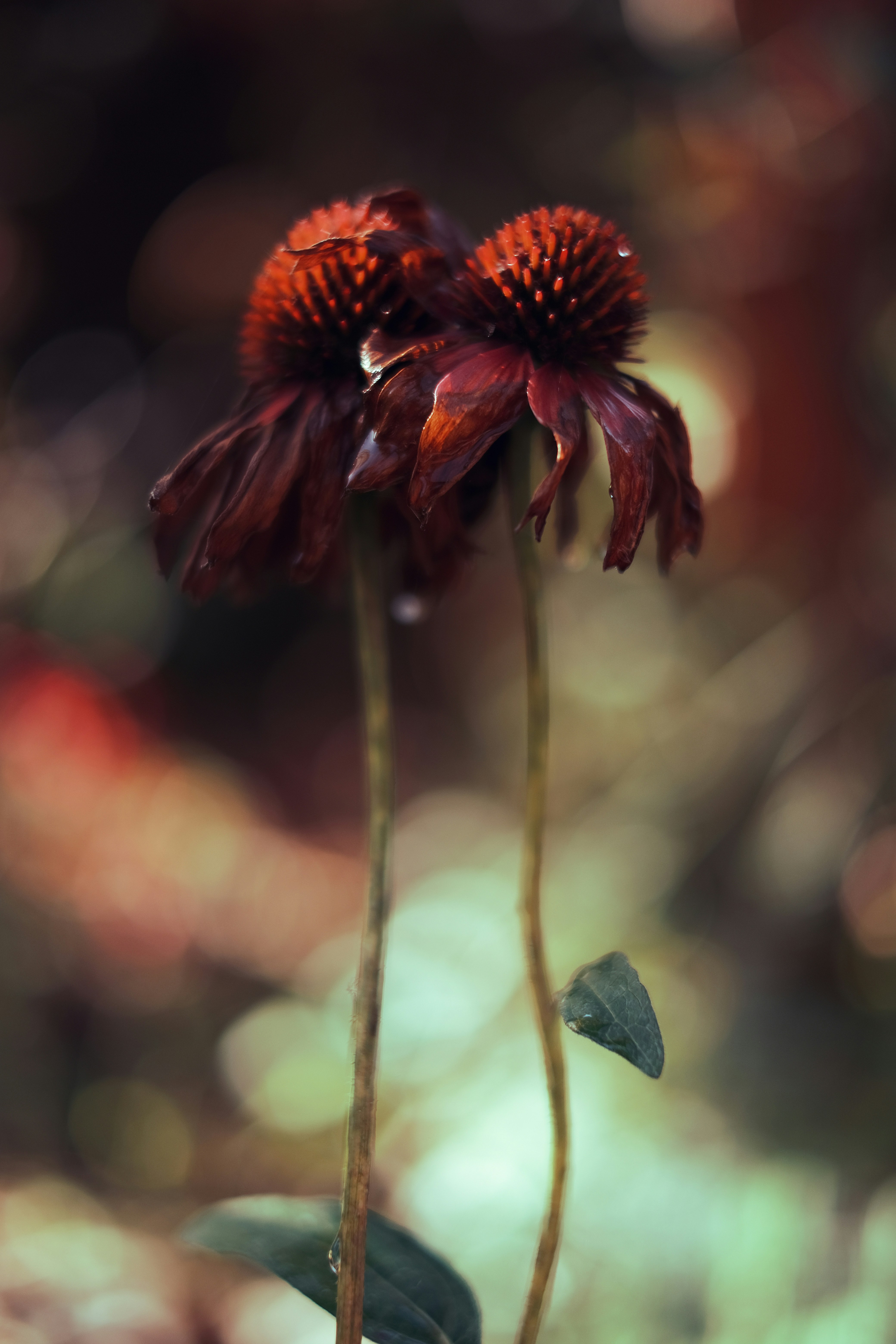 A close up of a flower with a blurry background