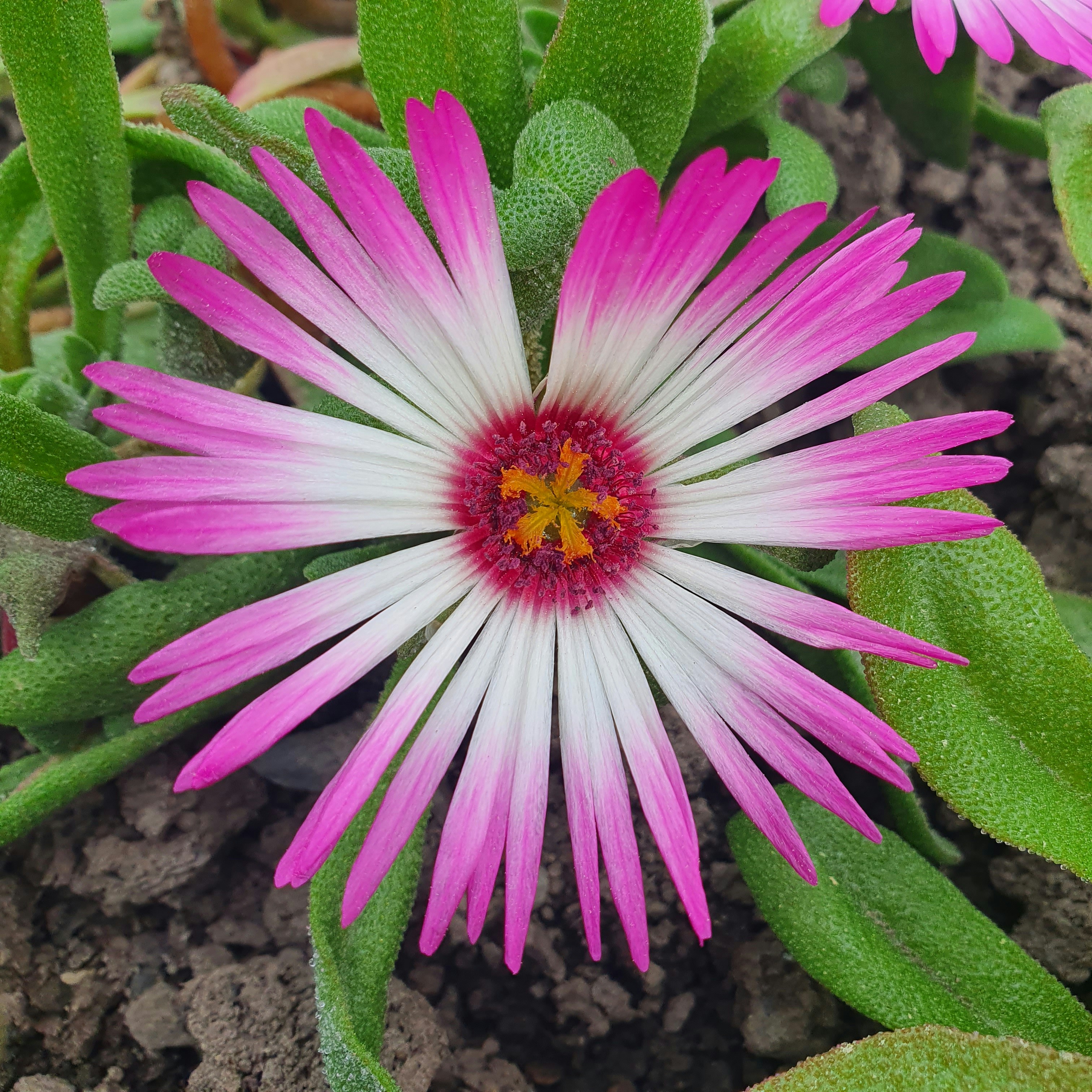 A close up of a pink and white flower
