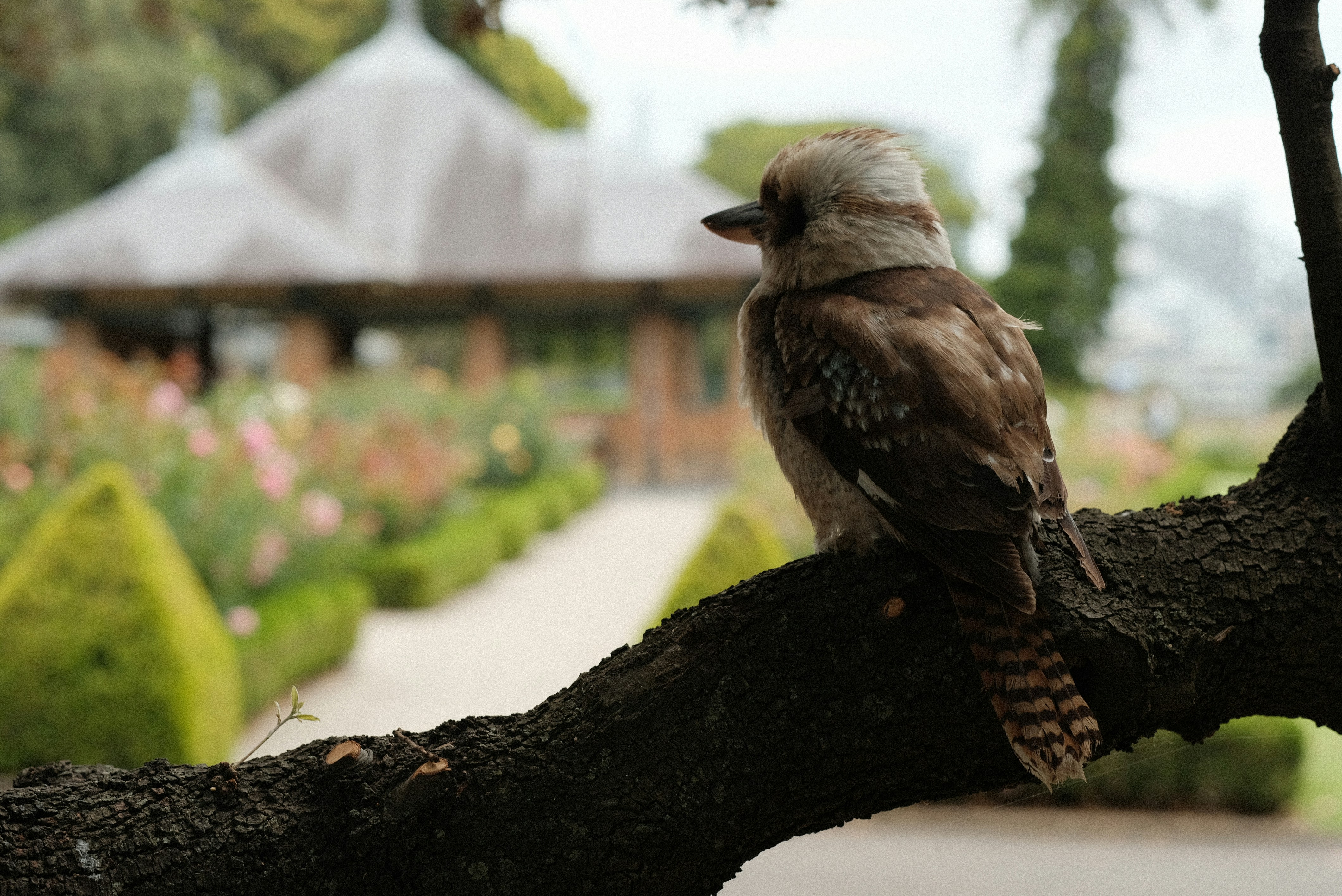 A bird sitting on a branch of a tree