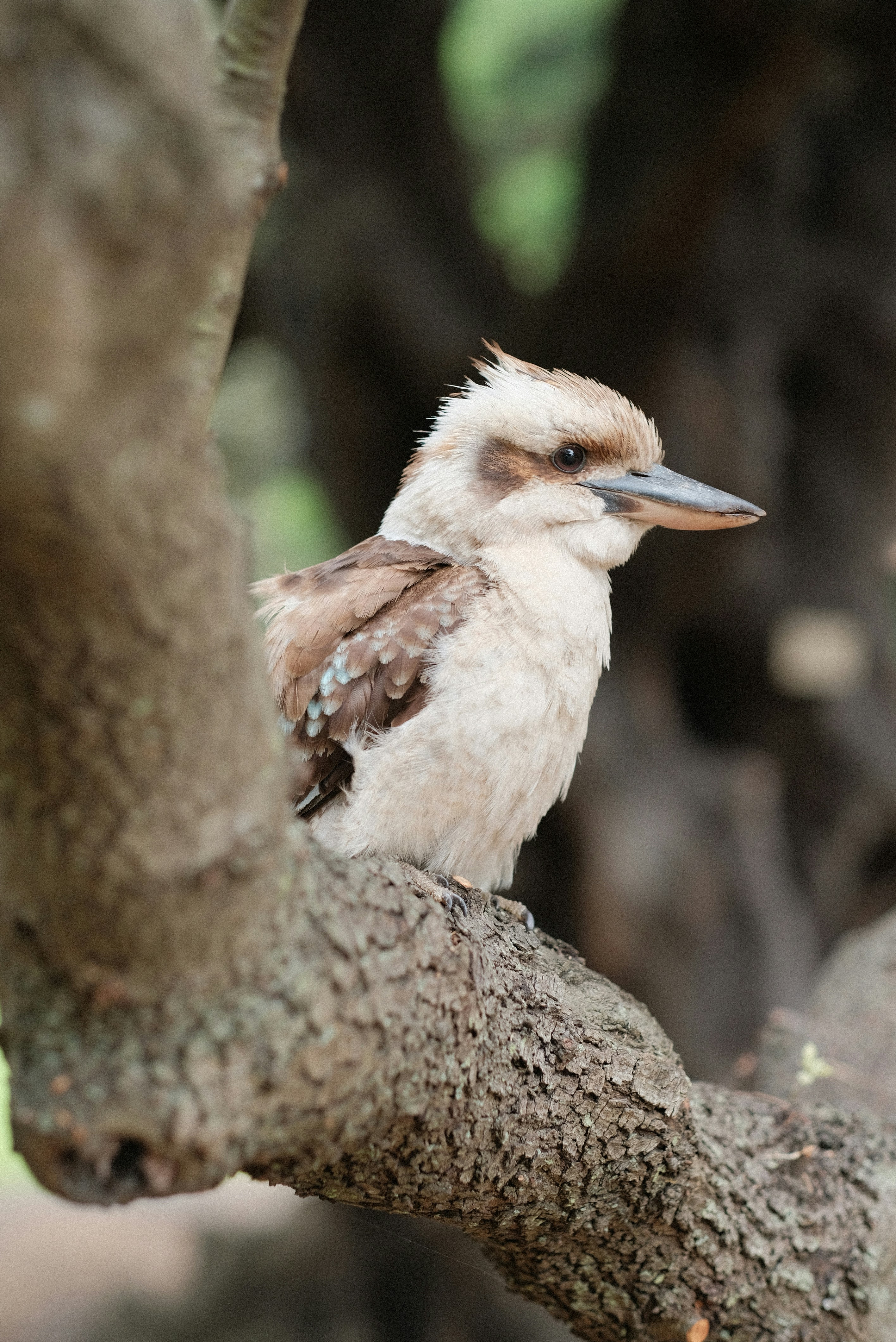 A small bird perched on a tree branch