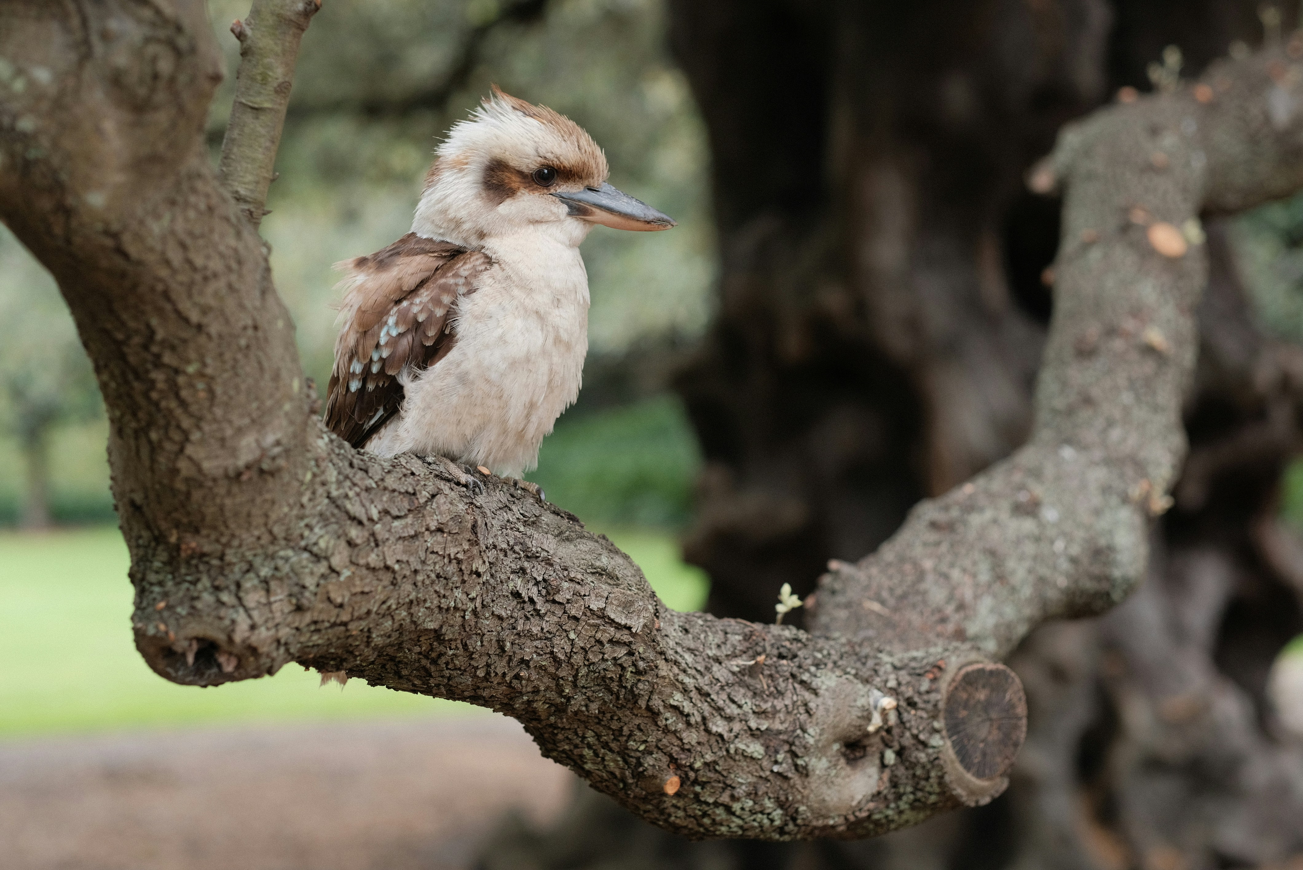 A bird sitting on a branch of a tree