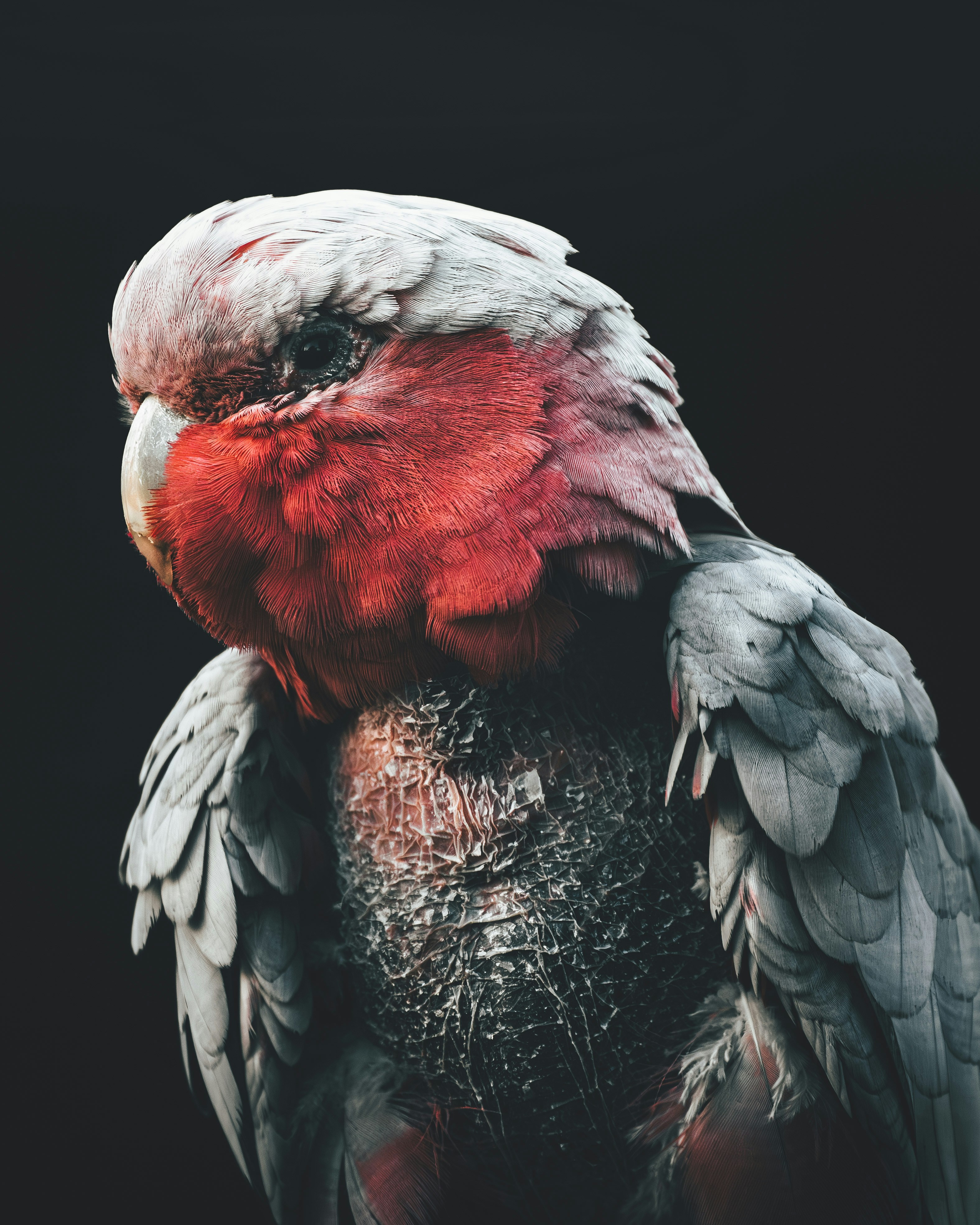 A close up of a bird on a black background