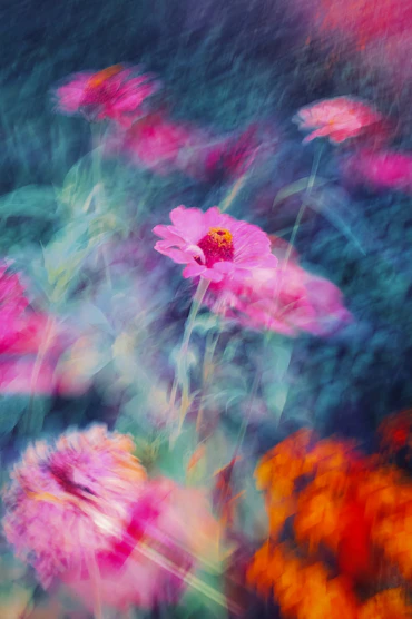 A bunch of flowers that are in the grass