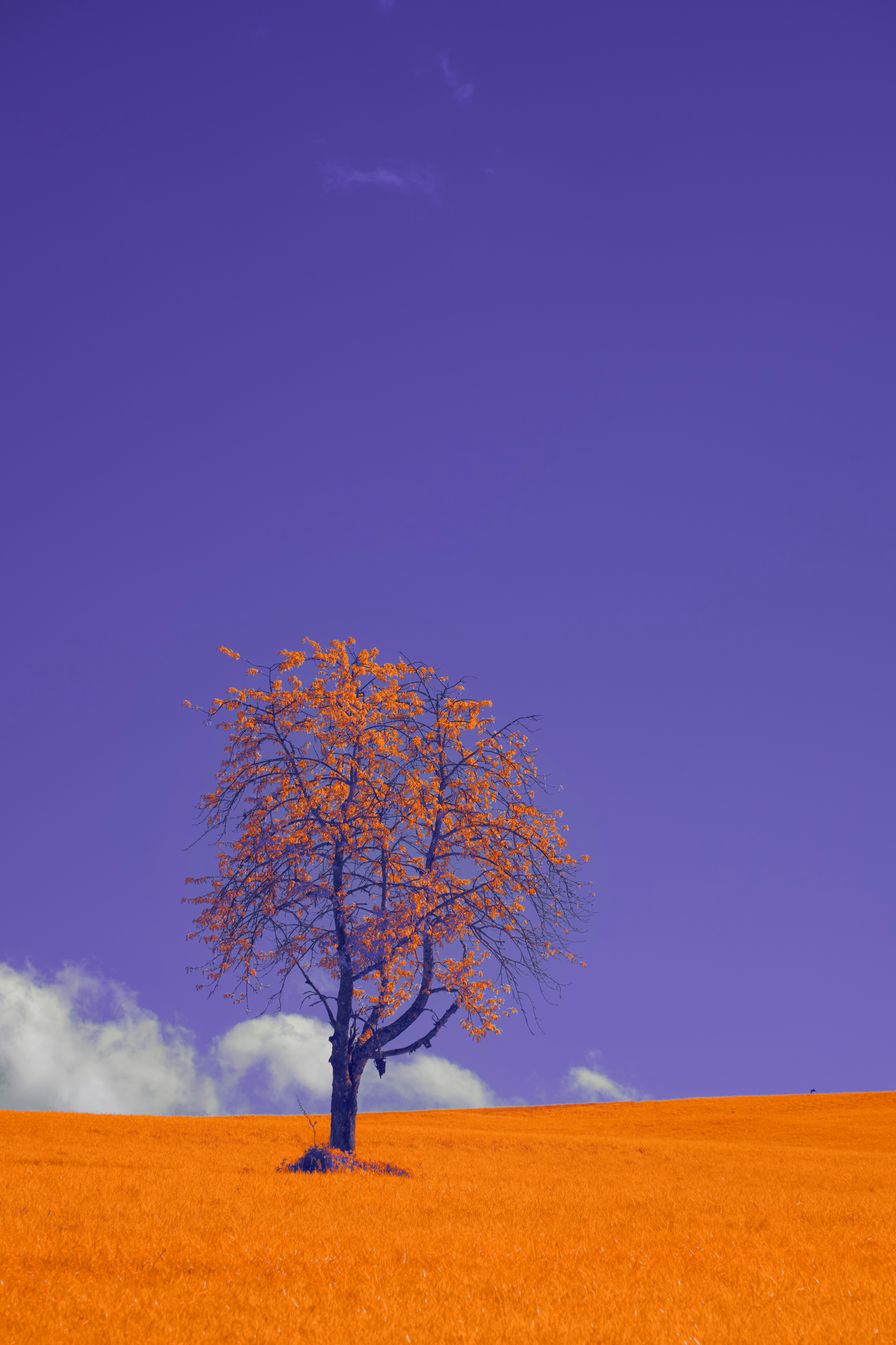 Photo by wolfgang_hasselmann