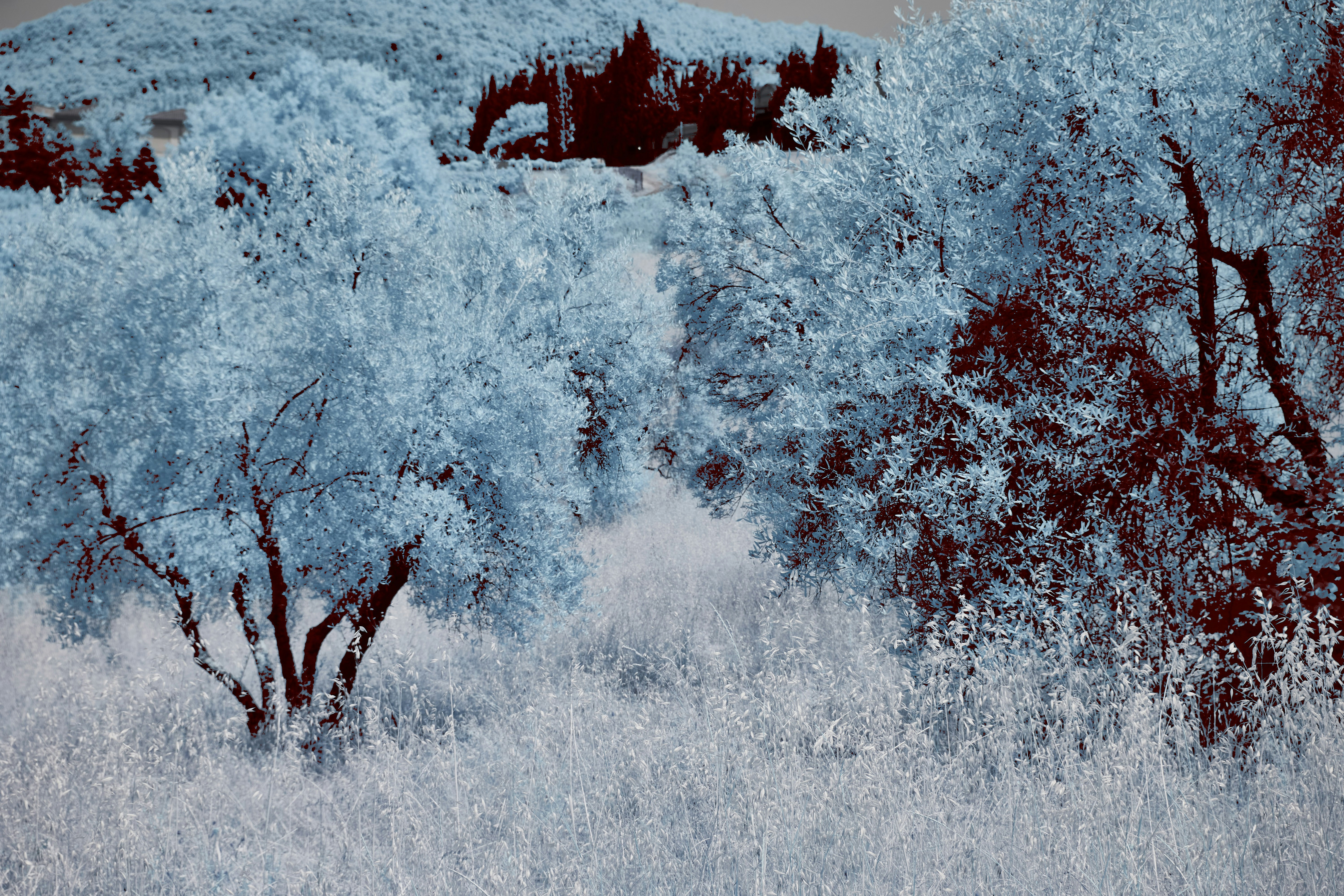 Photo by wolfgang_hasselmann